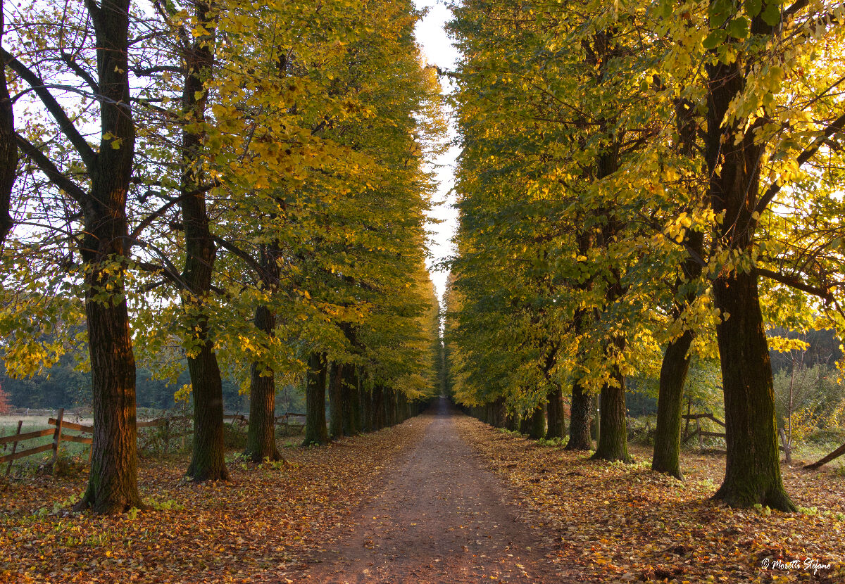 autumn avenue...