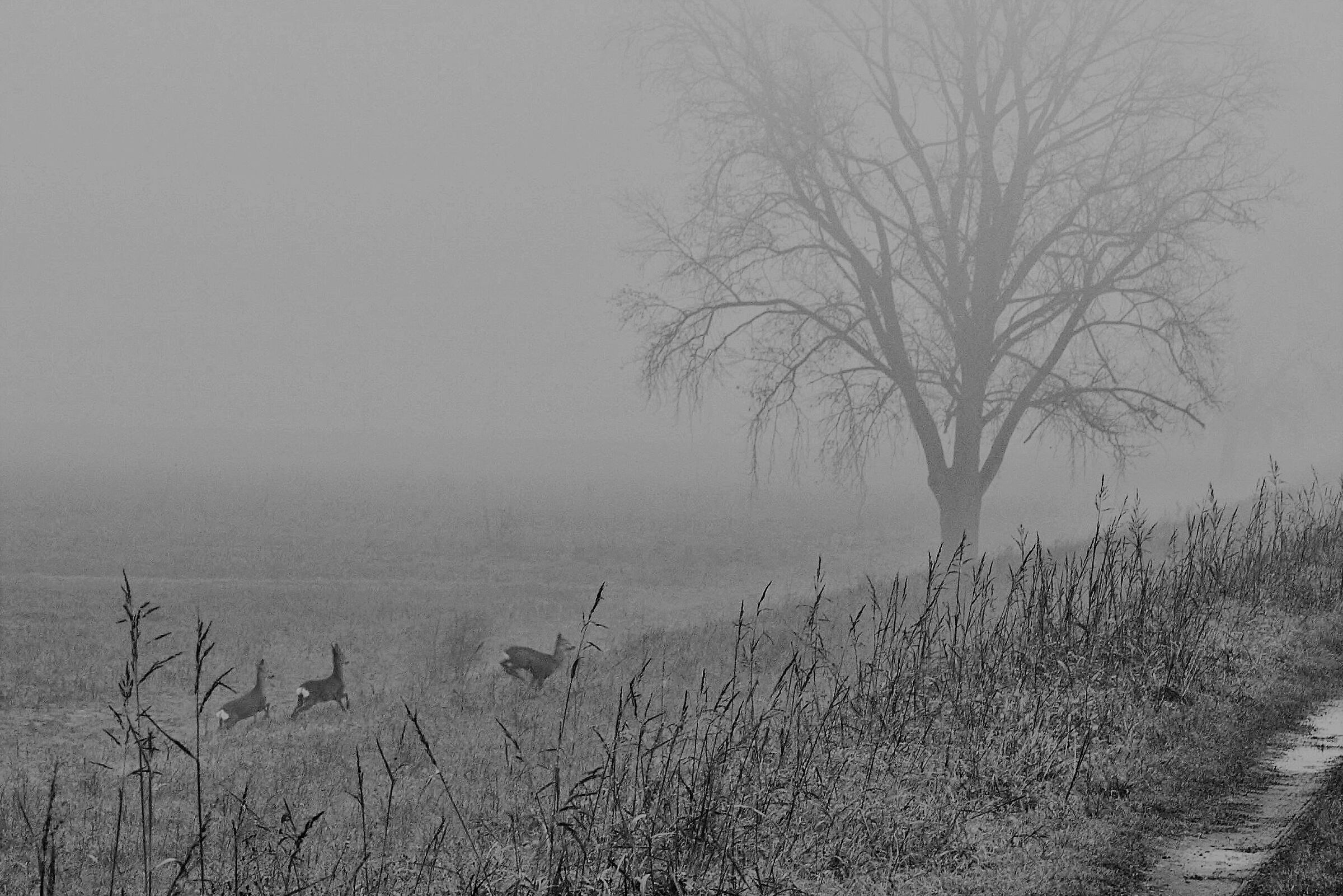 Roe deer in the fog...