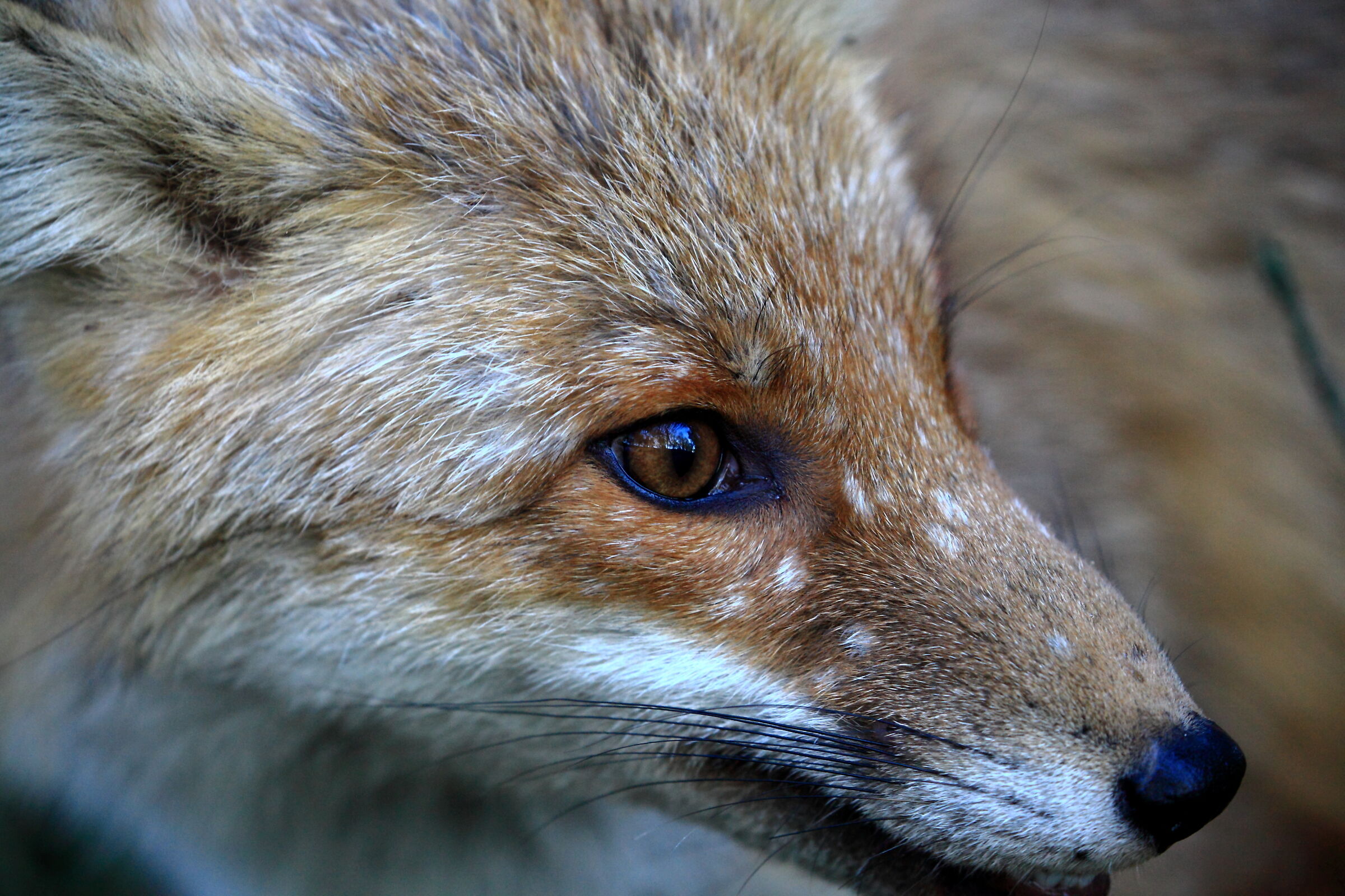 The Eyes of the Fox ...