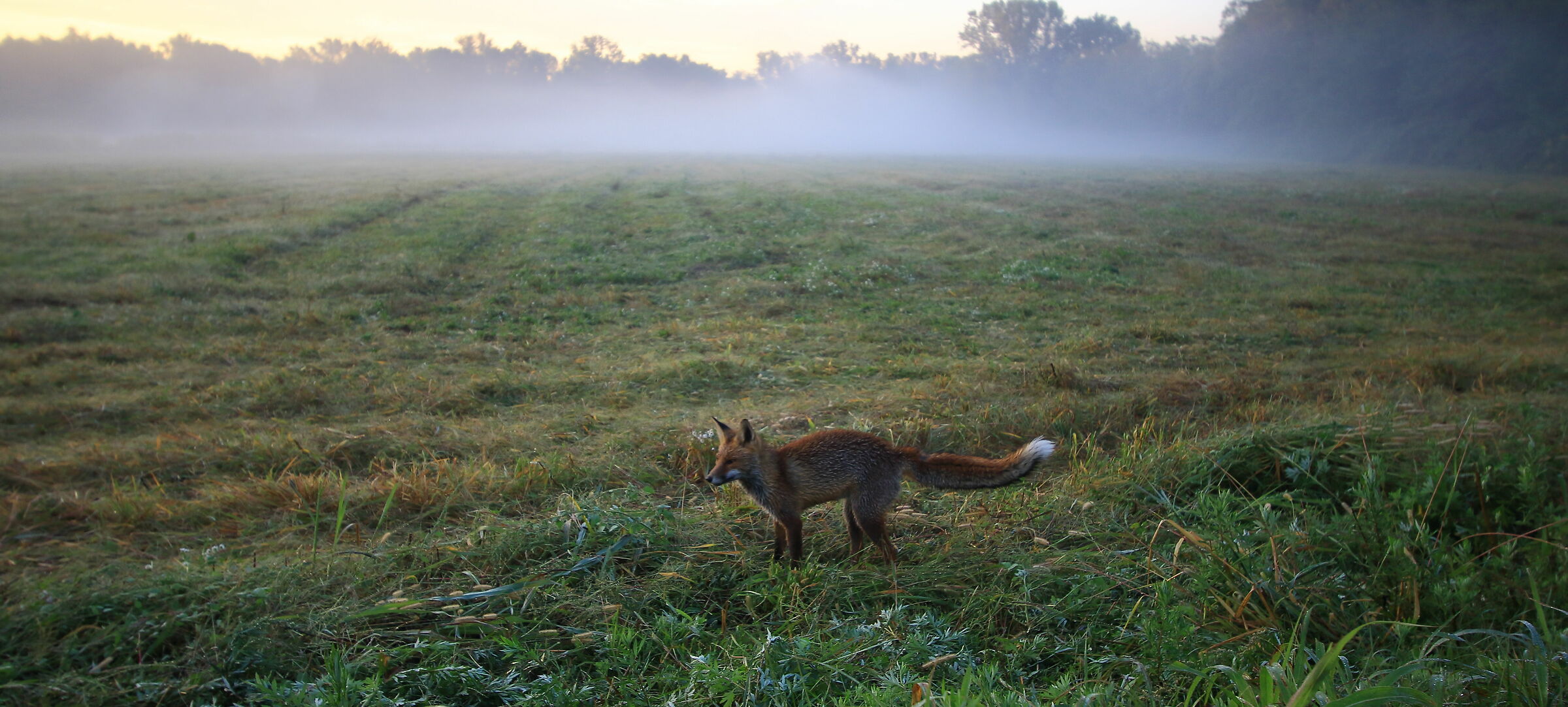The Fox on the Hunt in the Morning ...