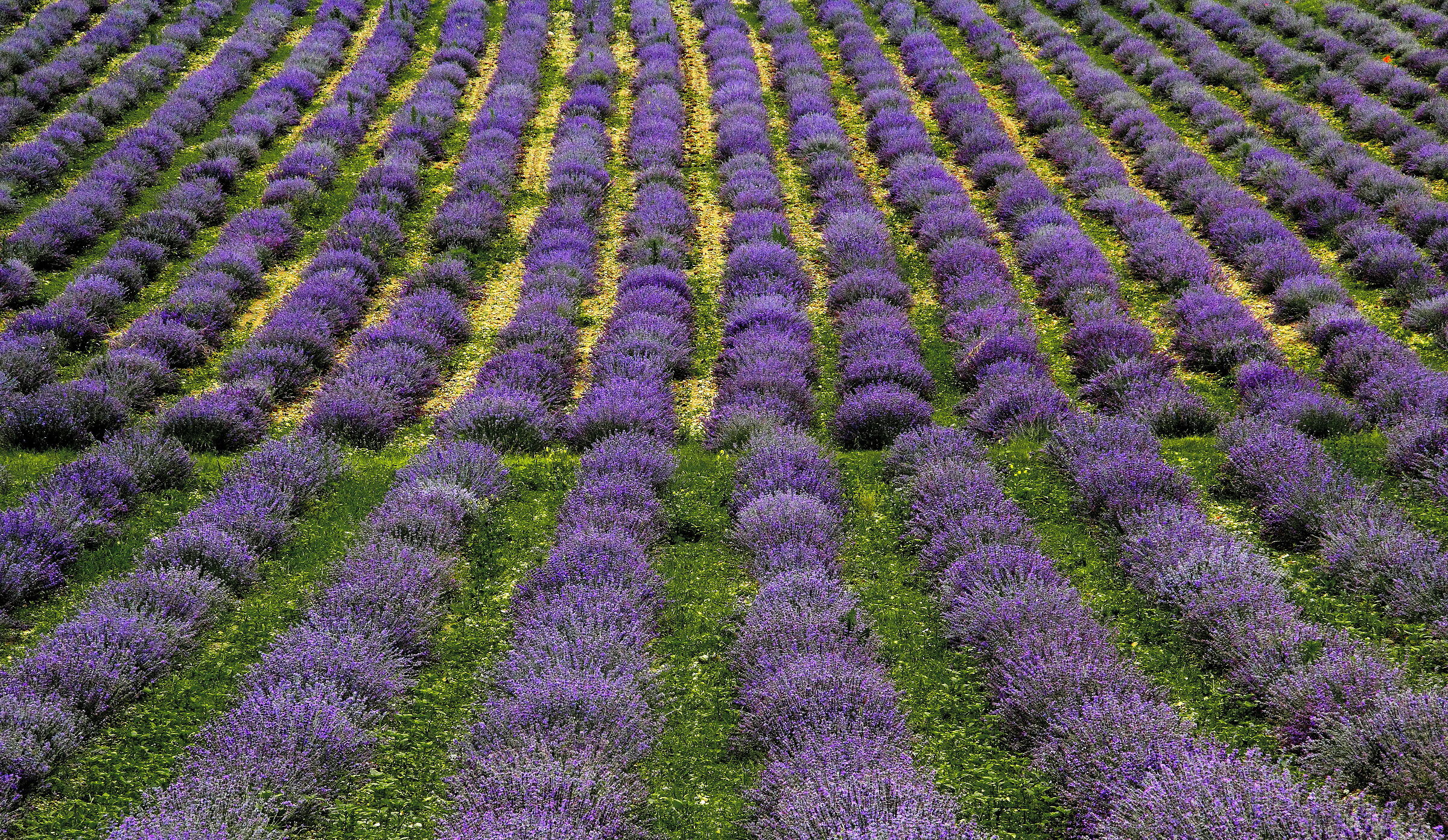 Lavender (Cuneese valleys)...