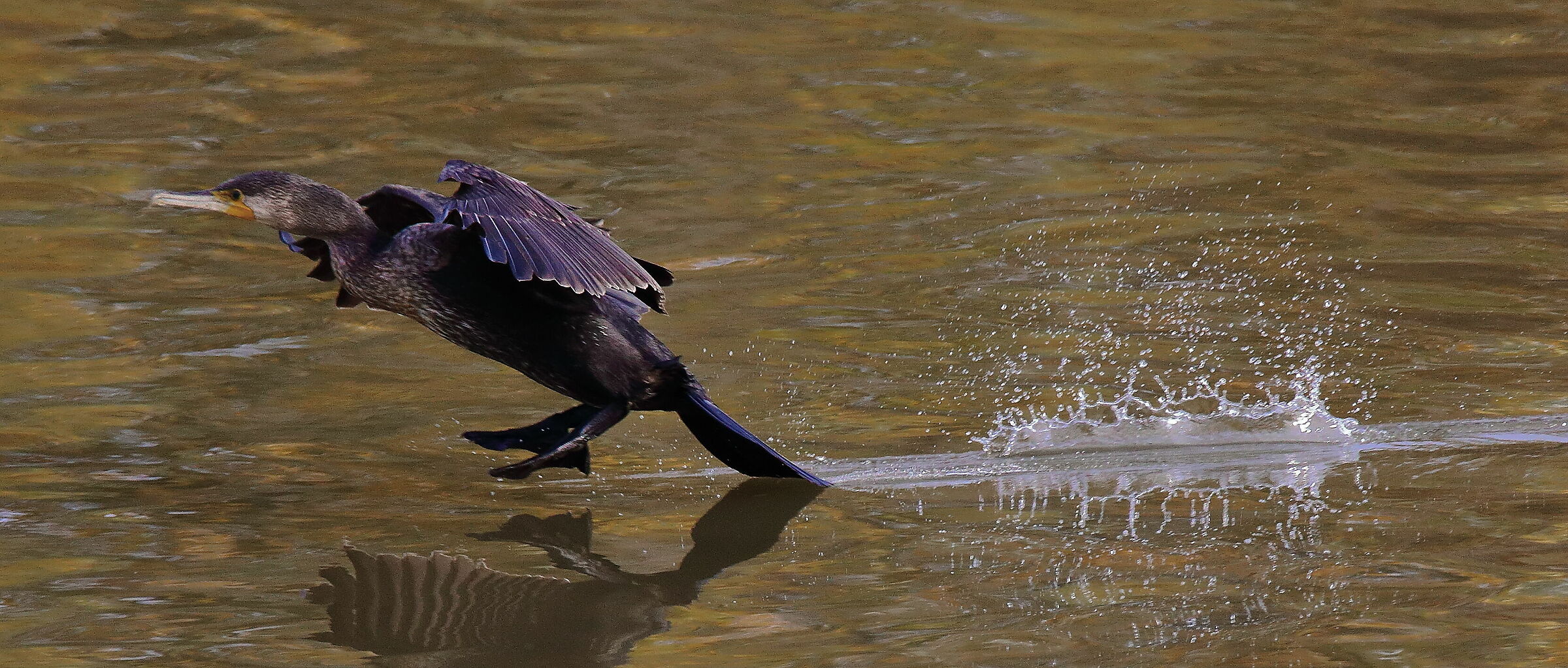 stabilizing tail (cormorant)....