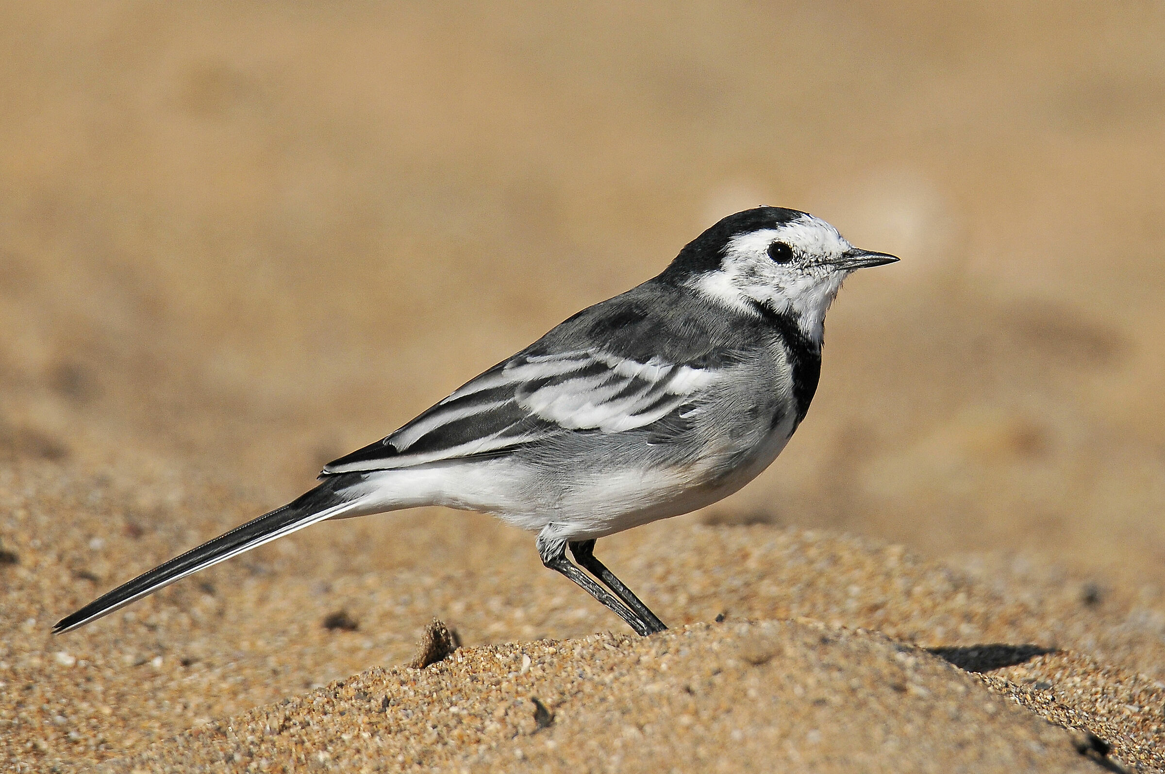 White Ballerina (Pied wagtail)...