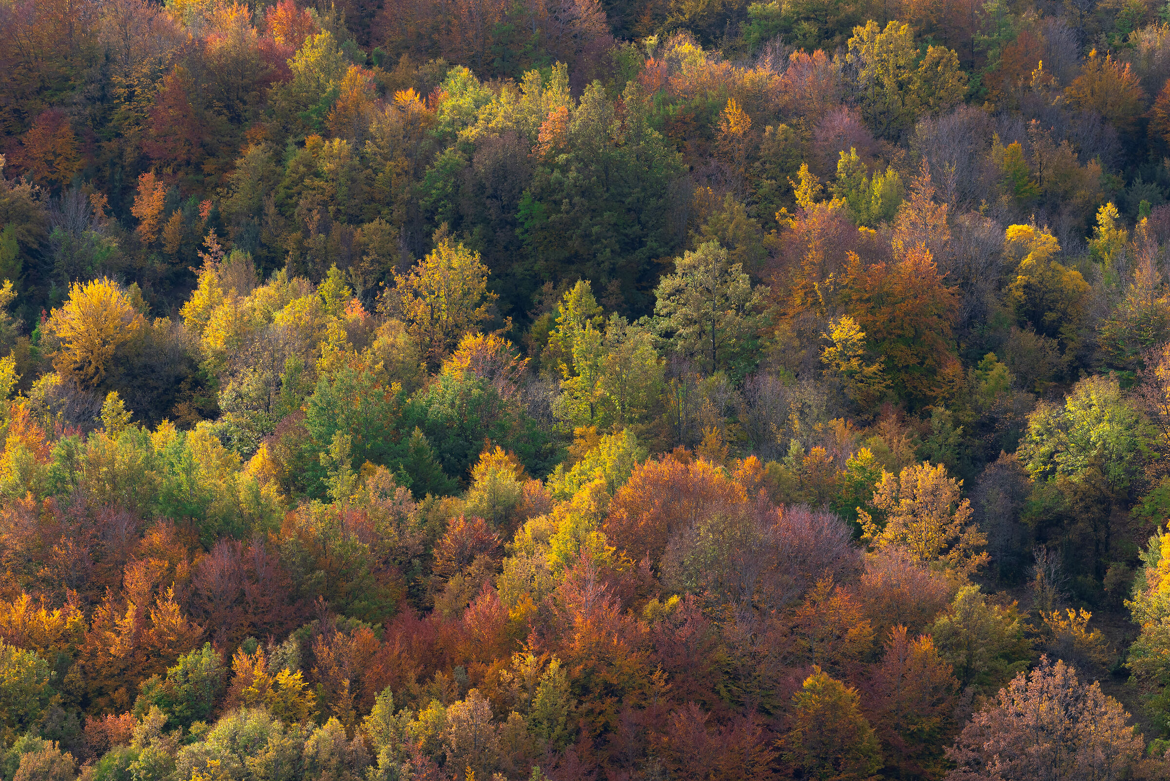 Tutti i colori dell'autunno...