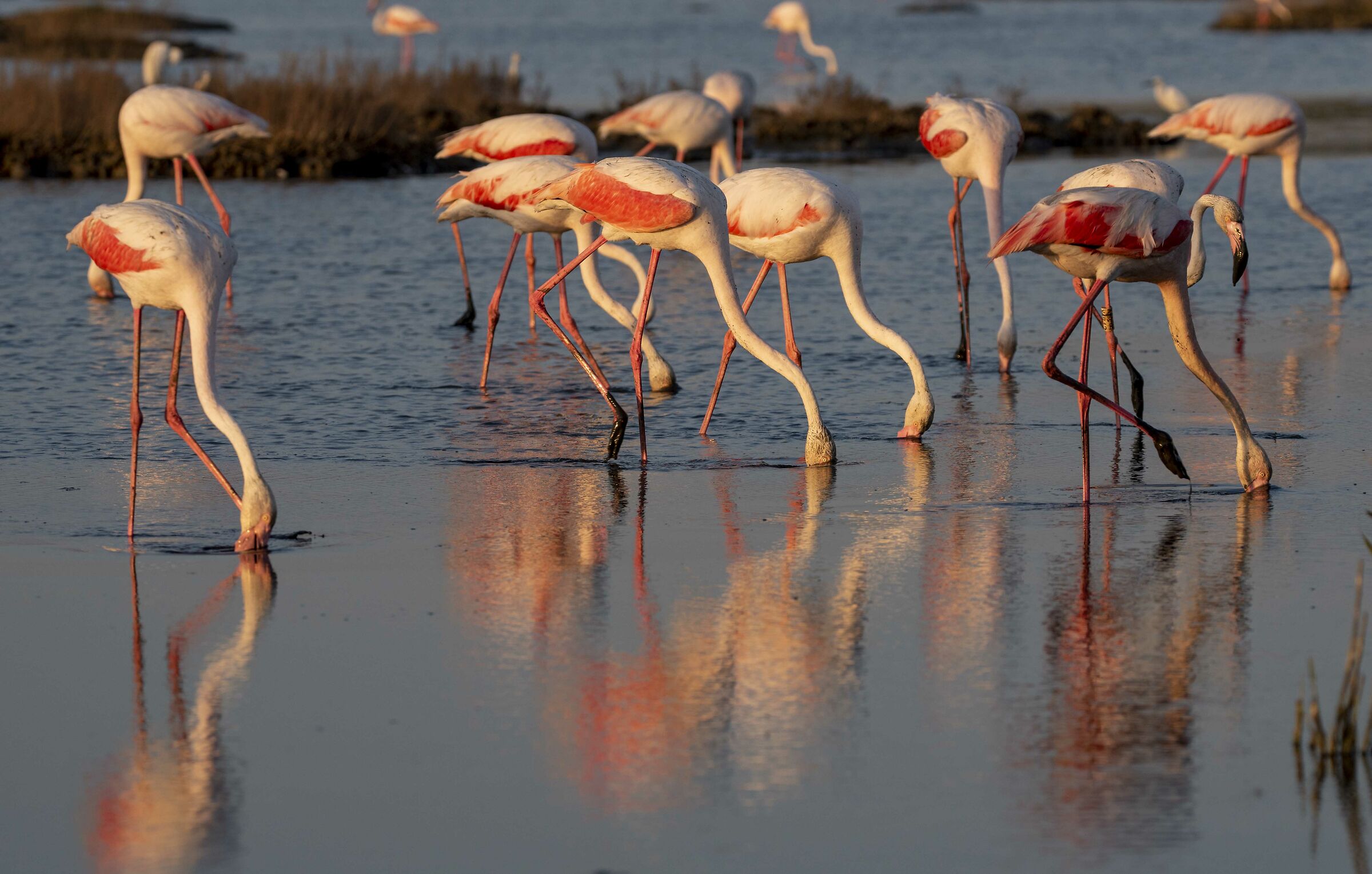 at sunset flamingos paint...