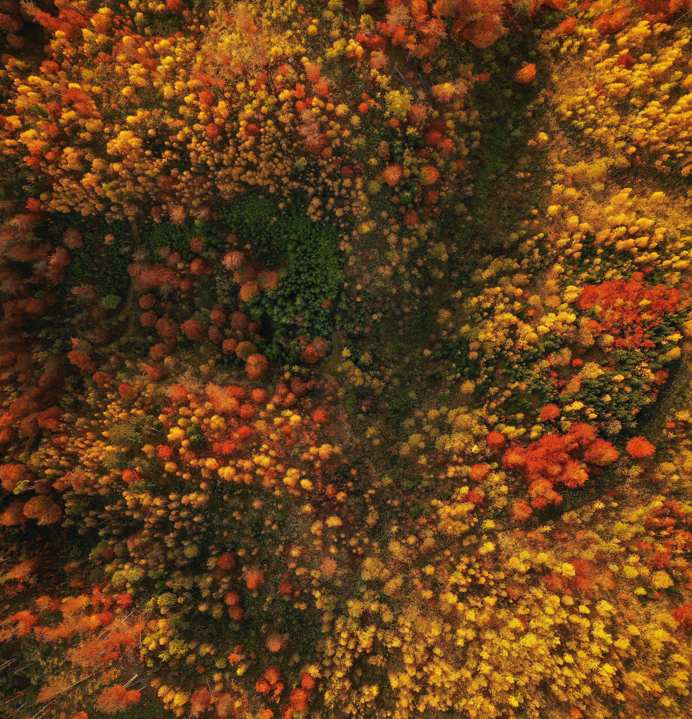 Autumn forest from above...