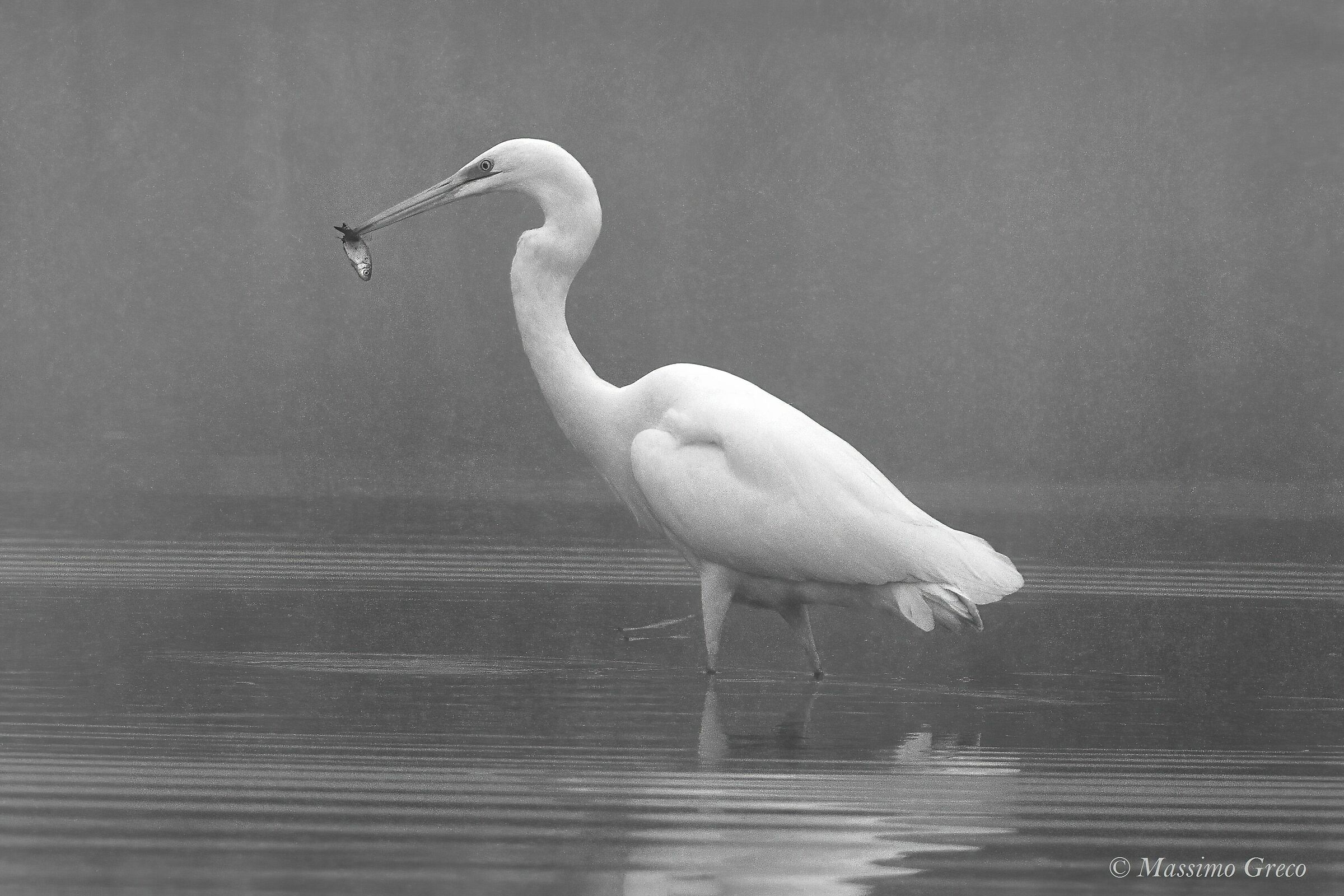 Fishing in fog- White heron...