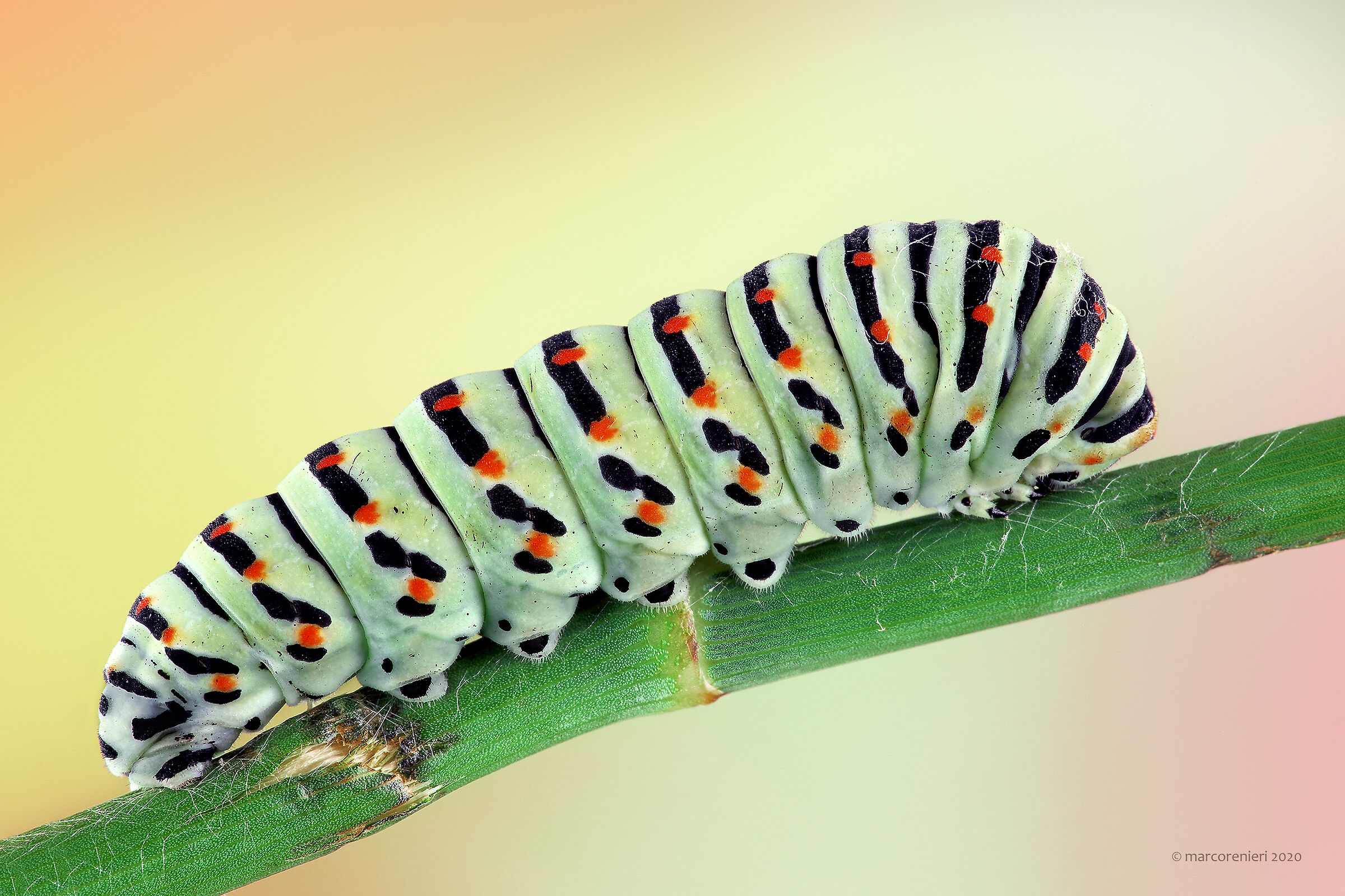 Macau Caterpillar...