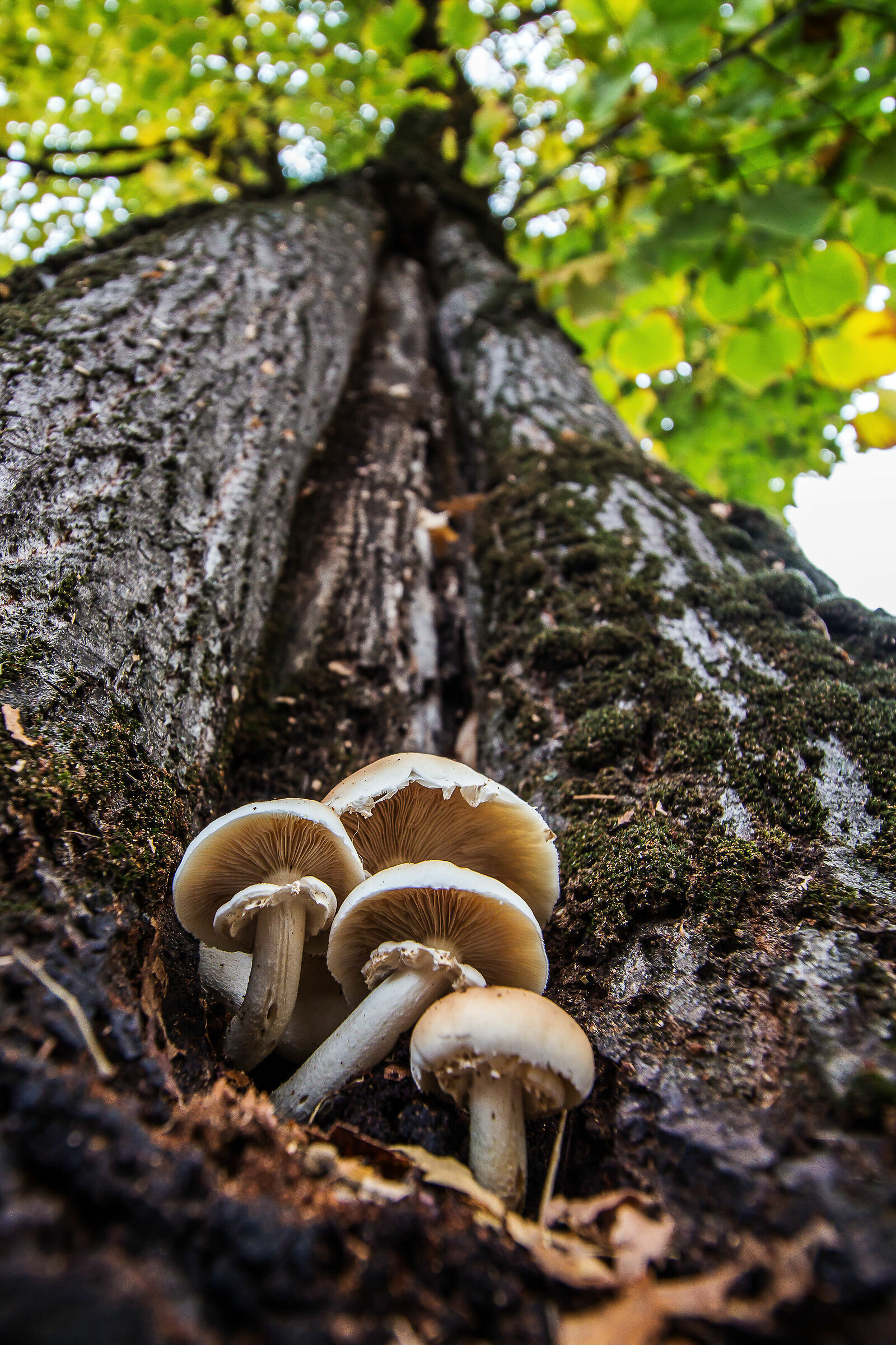Piccoli funghi crescono...