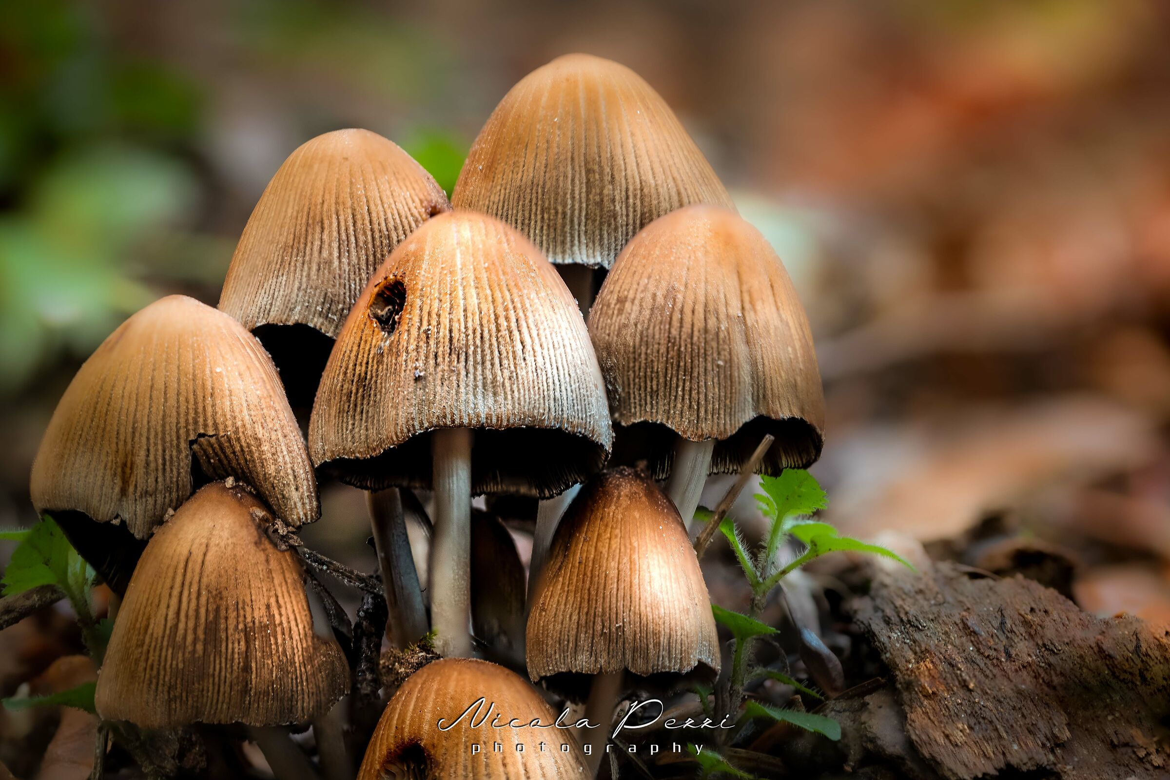 Smurfs mushrooms...