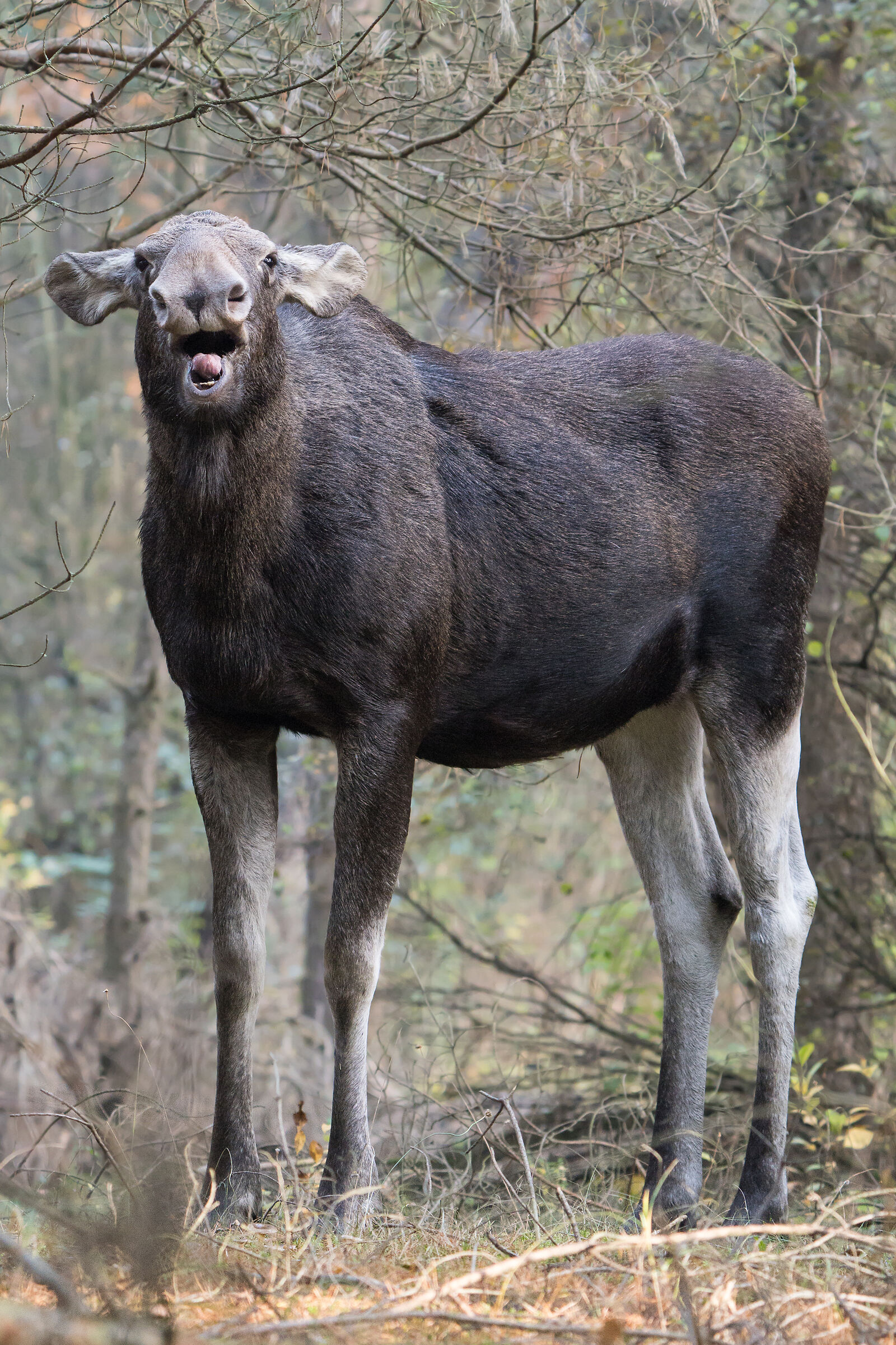 Moose (Alces alces)...