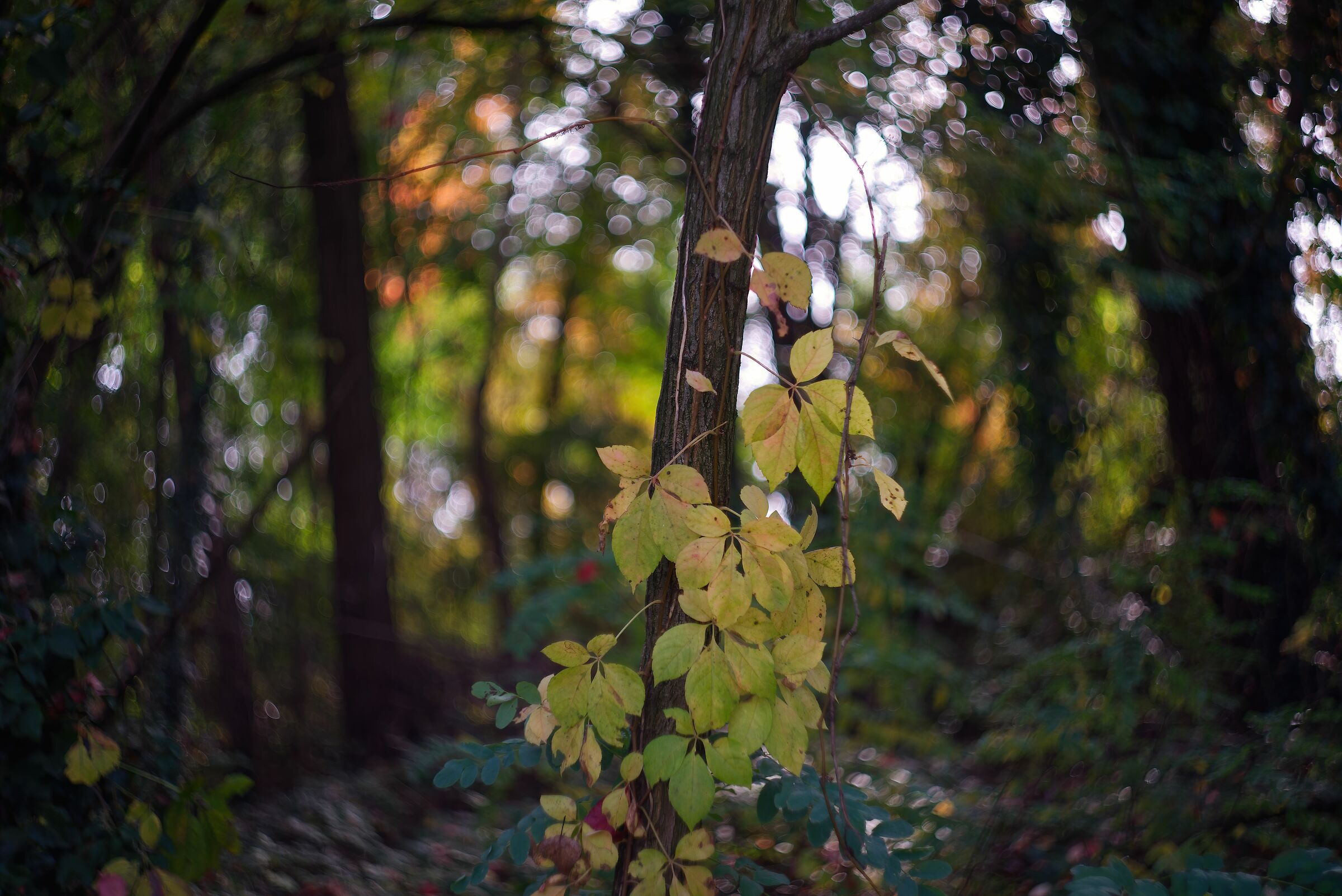 La magia del bosco in autunno...