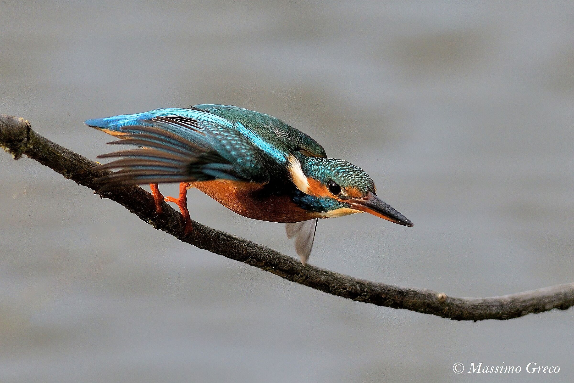 Kingfisher in dive...