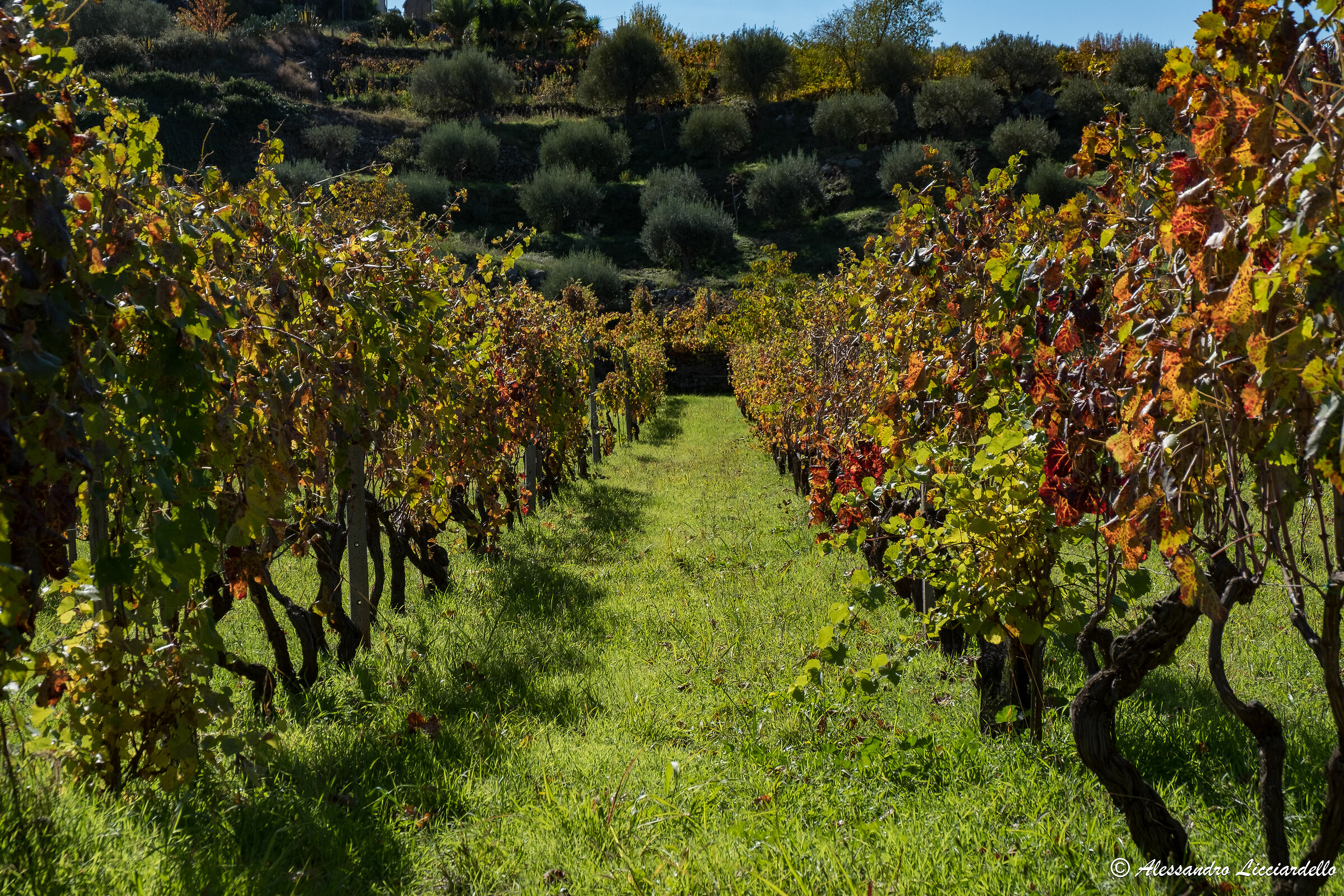 Vineyards of Passopisciaro...