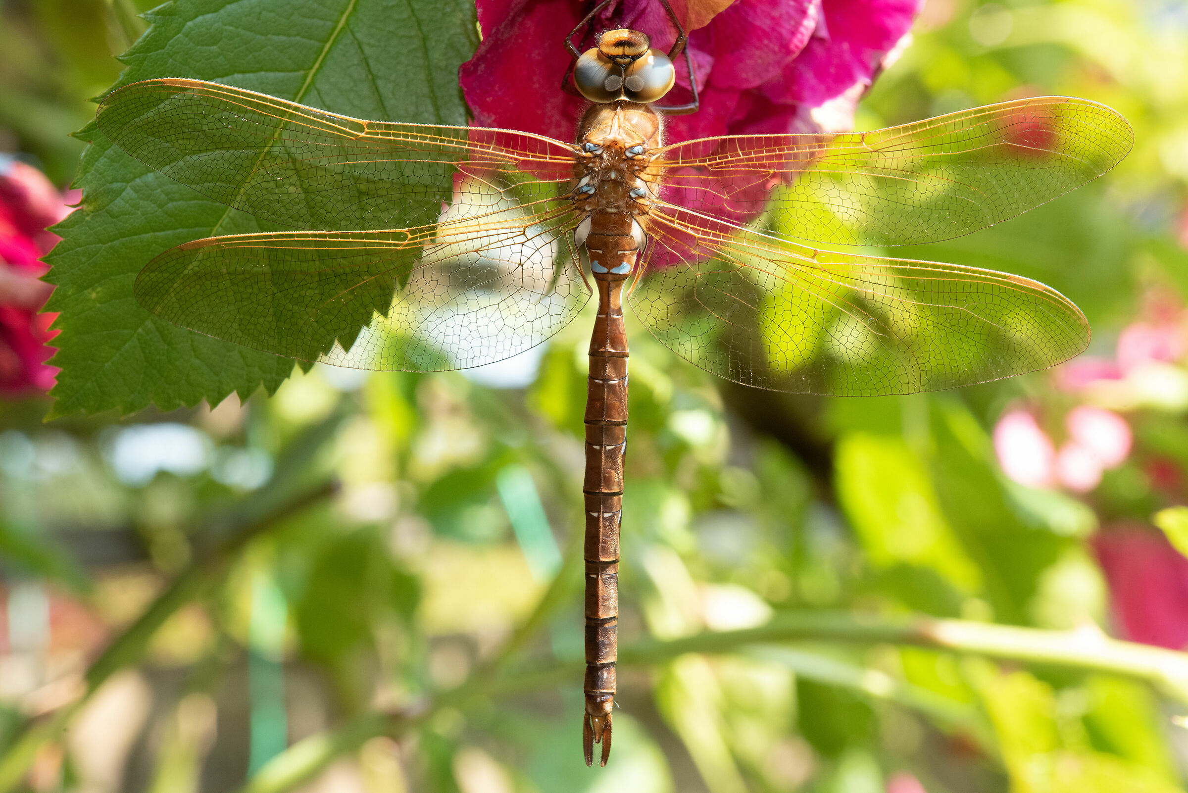 Libellula comune e rose...