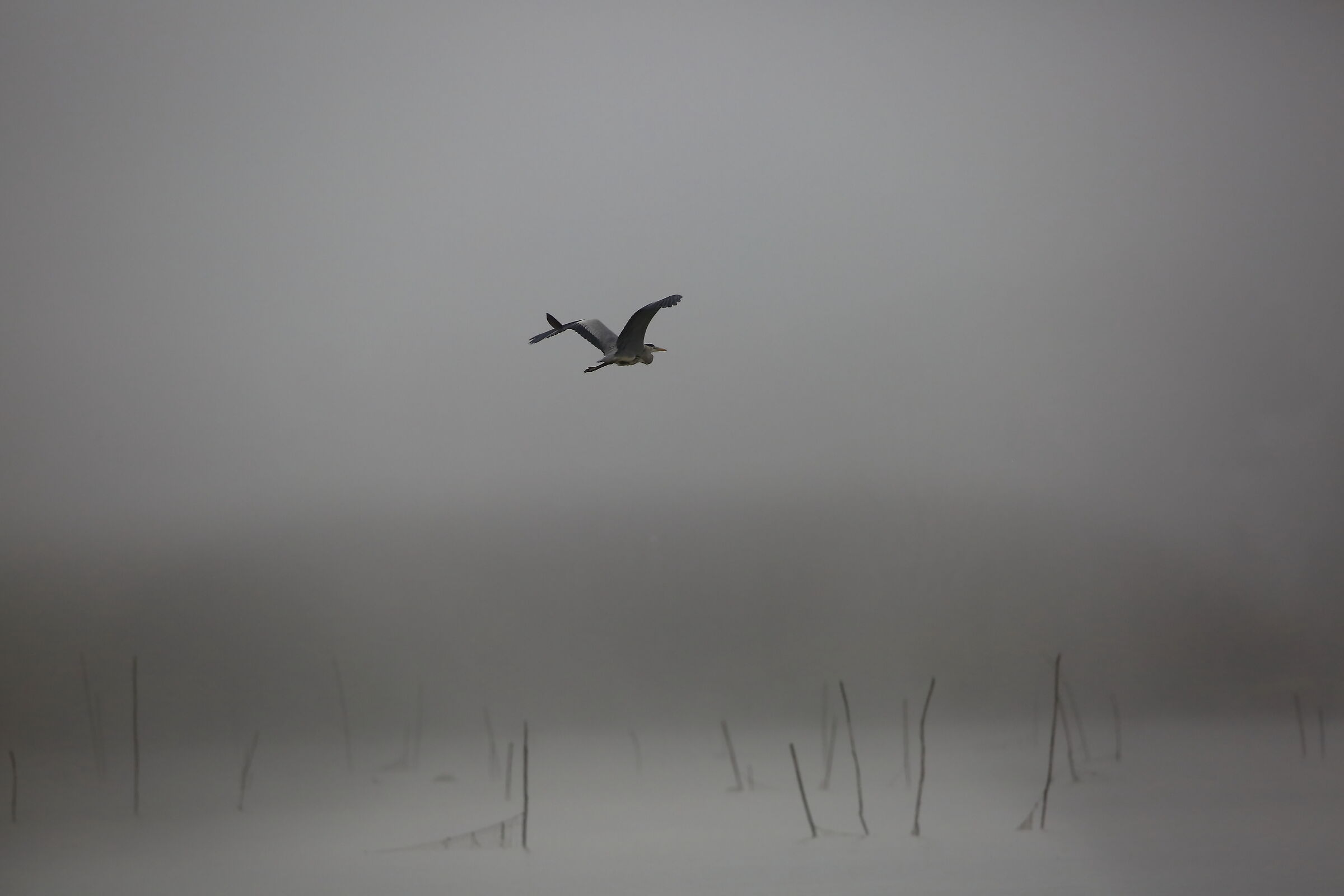 Heron in the fog of the trasimeno...