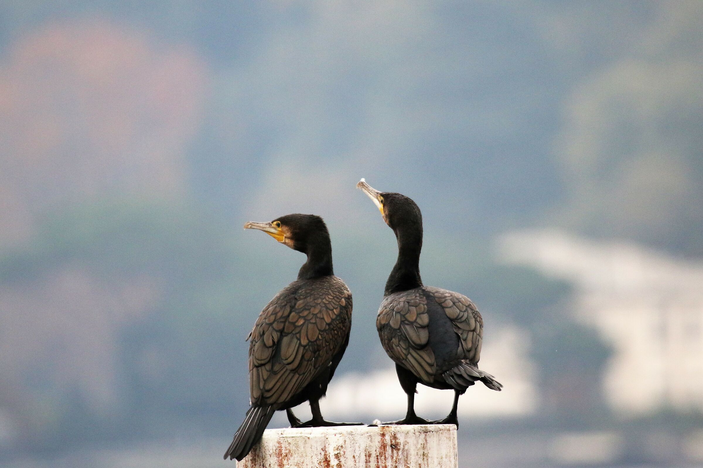 pair of cormorants...