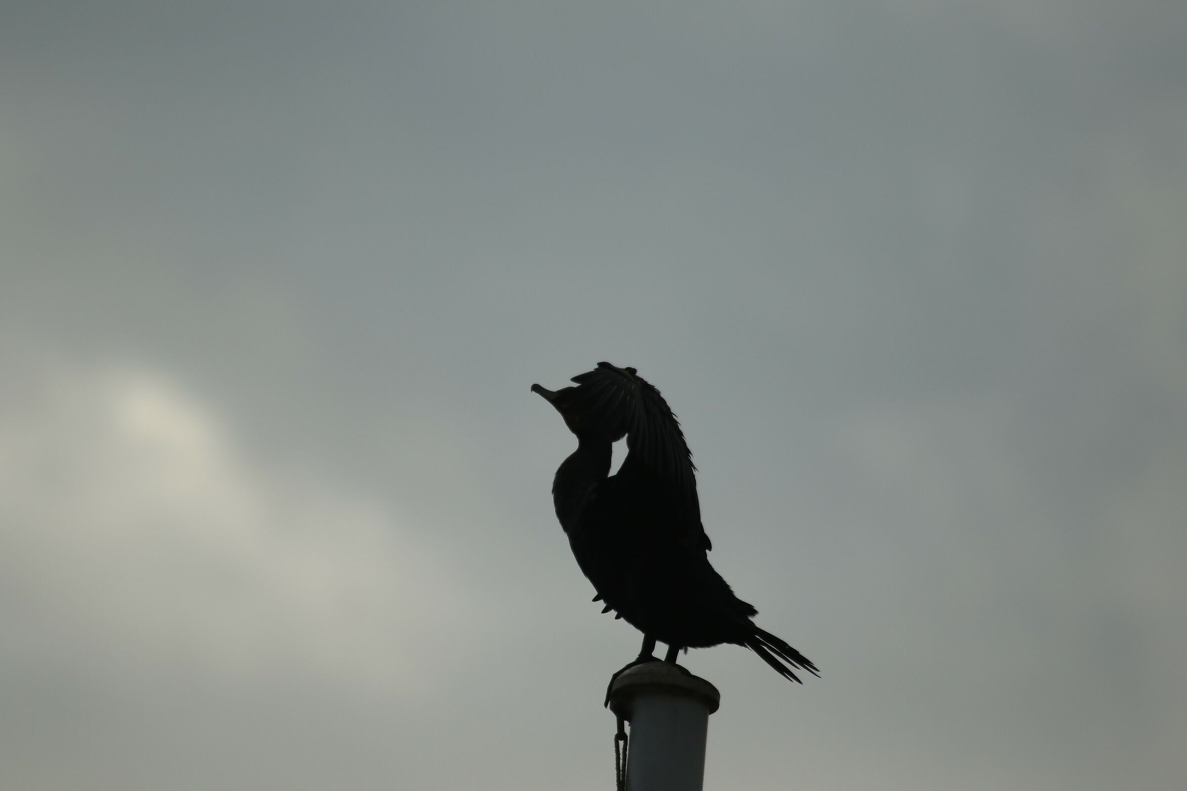 cormorant in the cloudy sky...