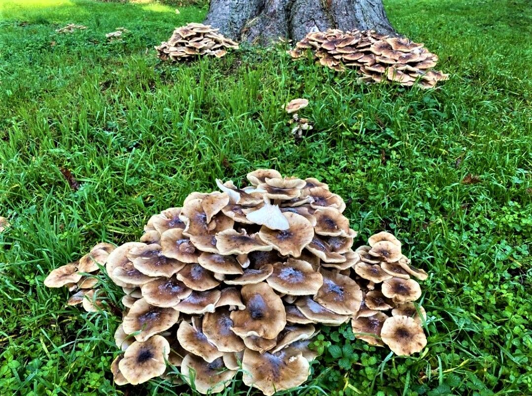 mushrooms tonight??...