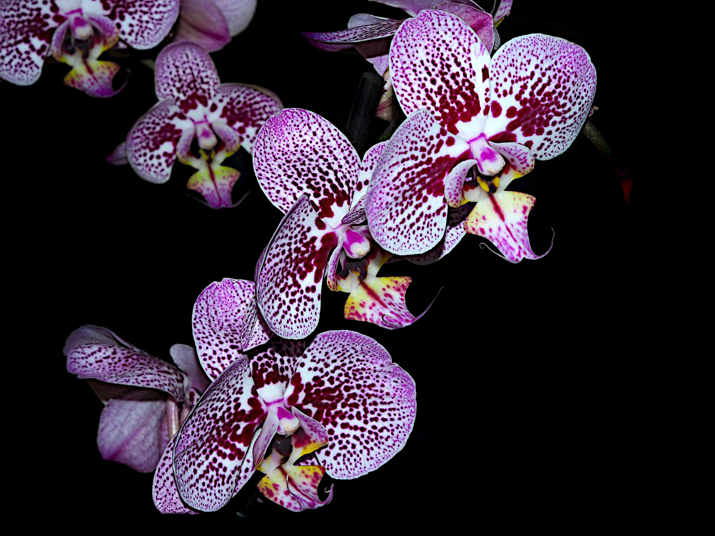 orchidee in low key...
