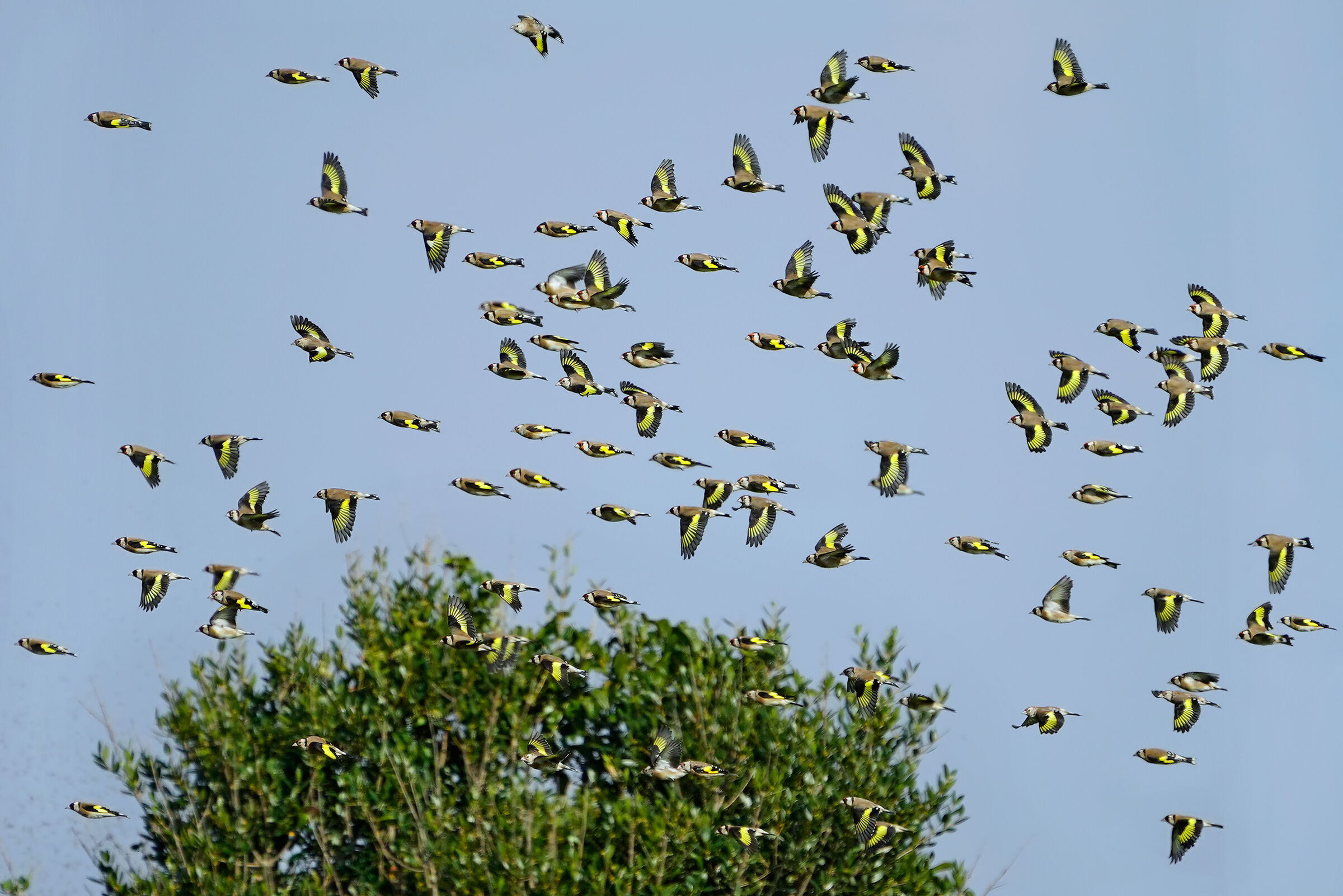 Goldfinches in autumn migration...