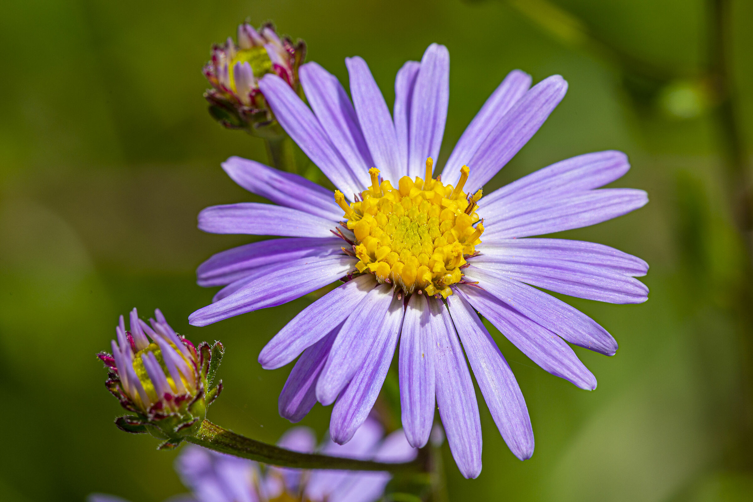 Aster...