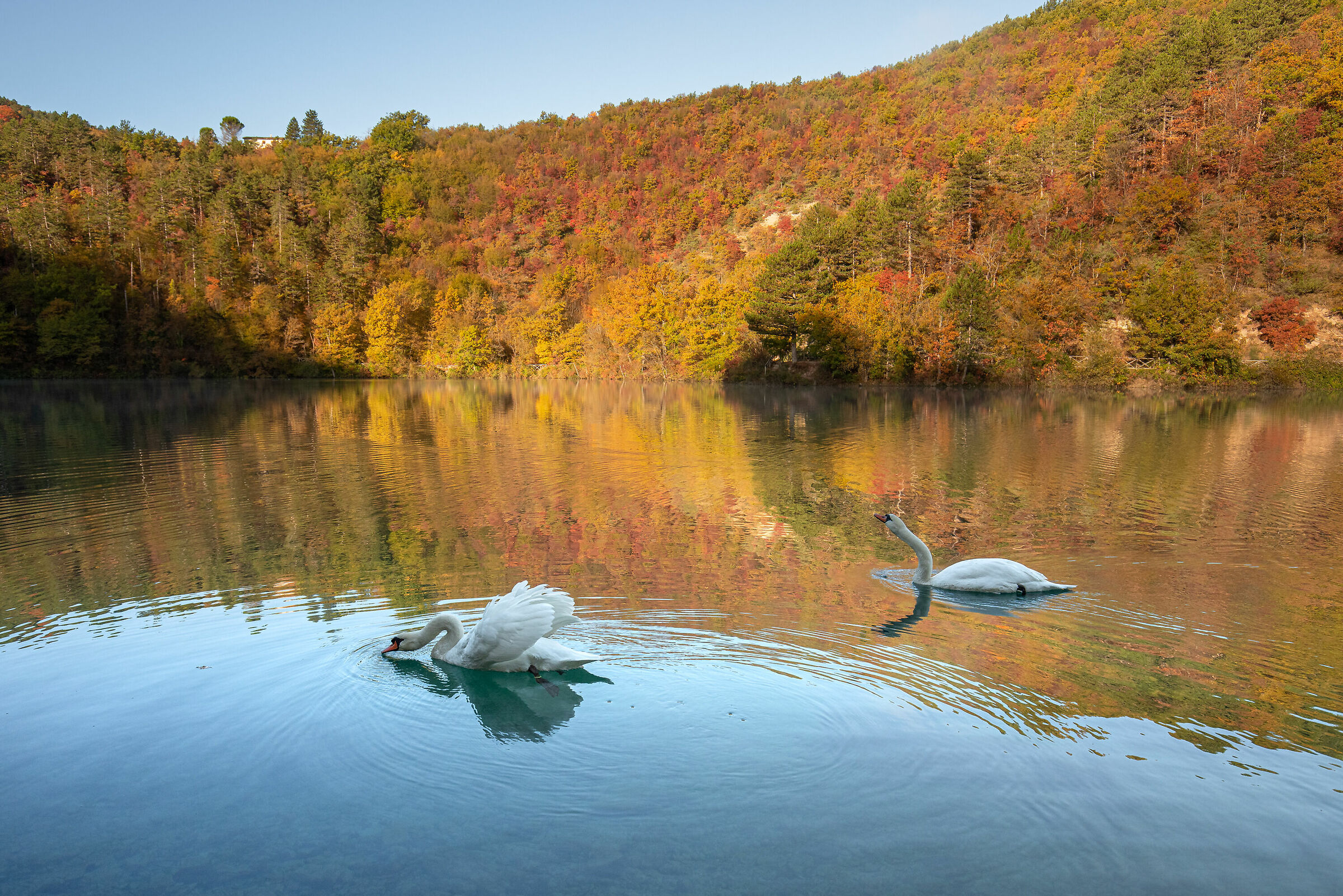 The Autumn of the Swans...