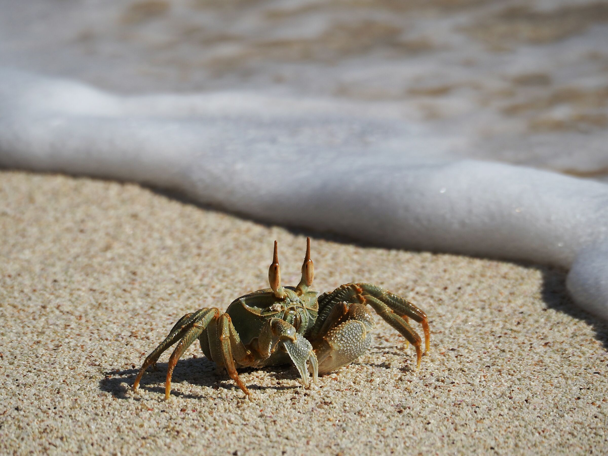 Ghost crab...