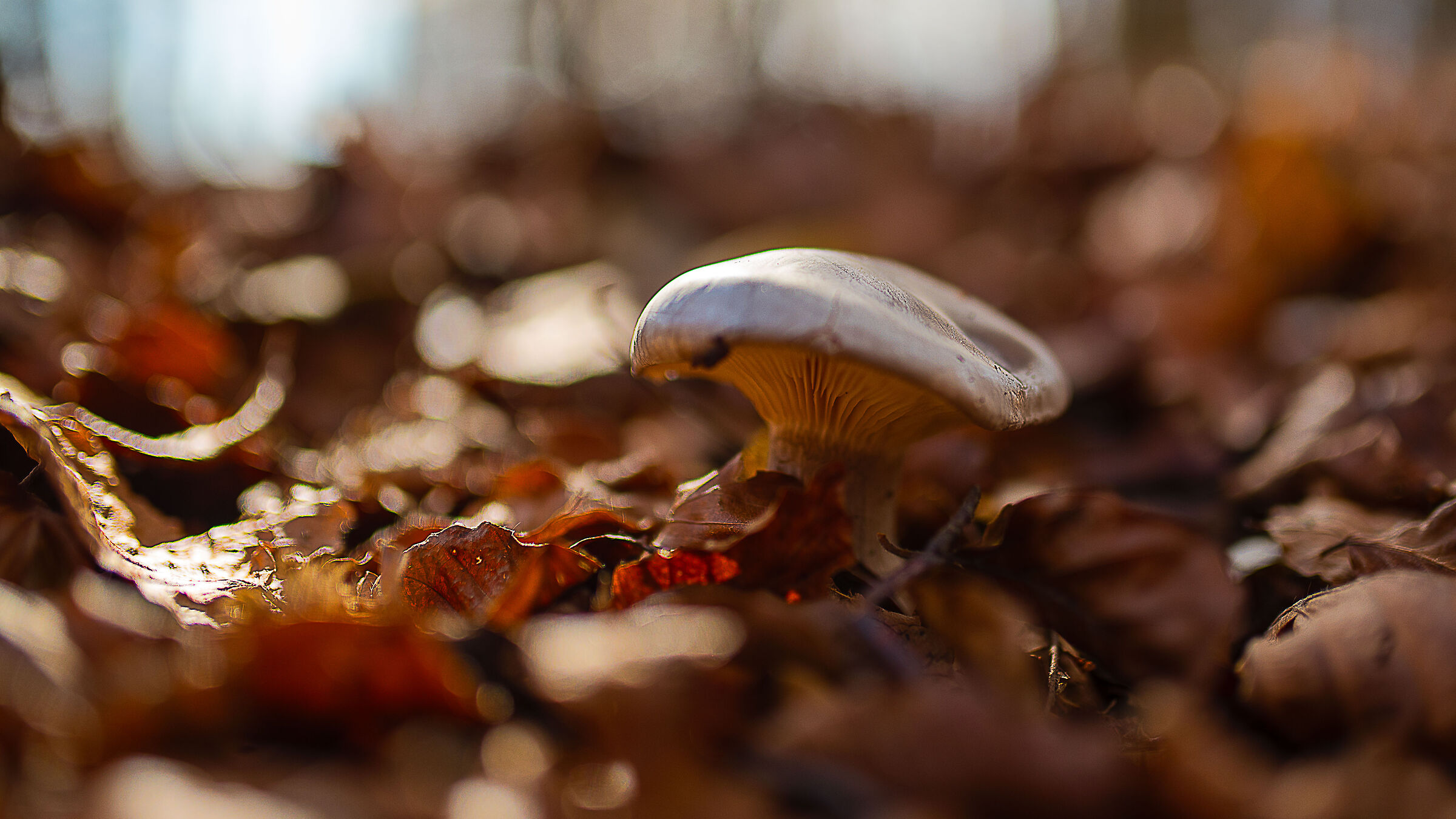 Autumn mushroom...