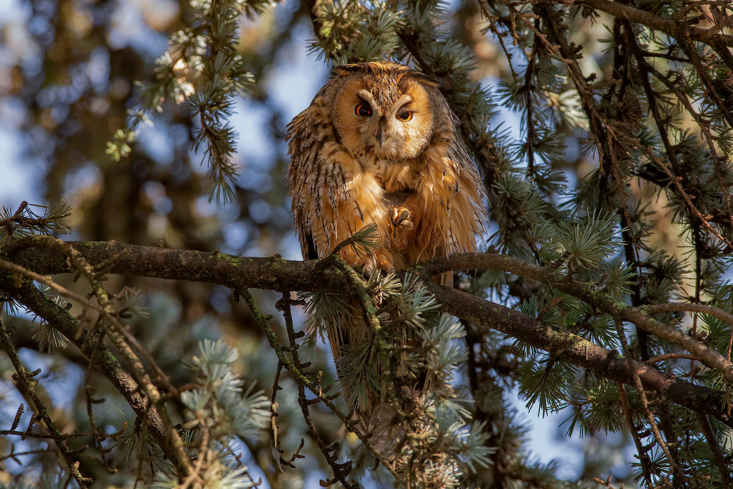 common owl ...