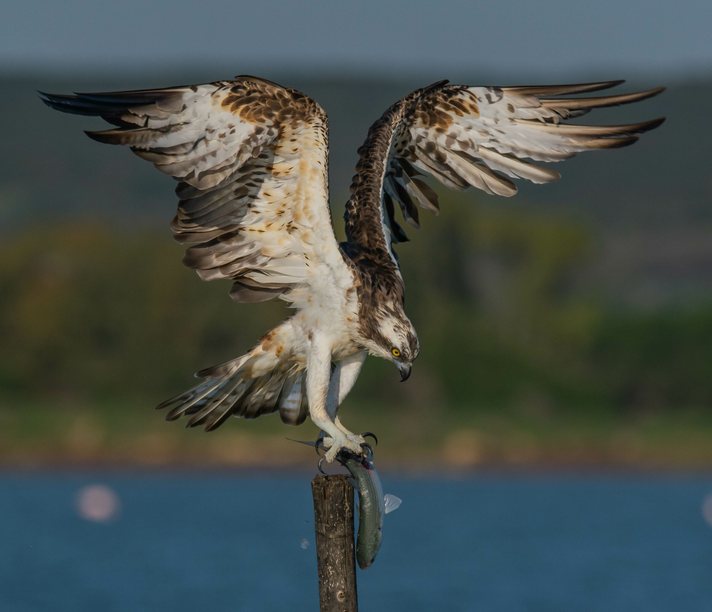 Another fish for the osprey!...
