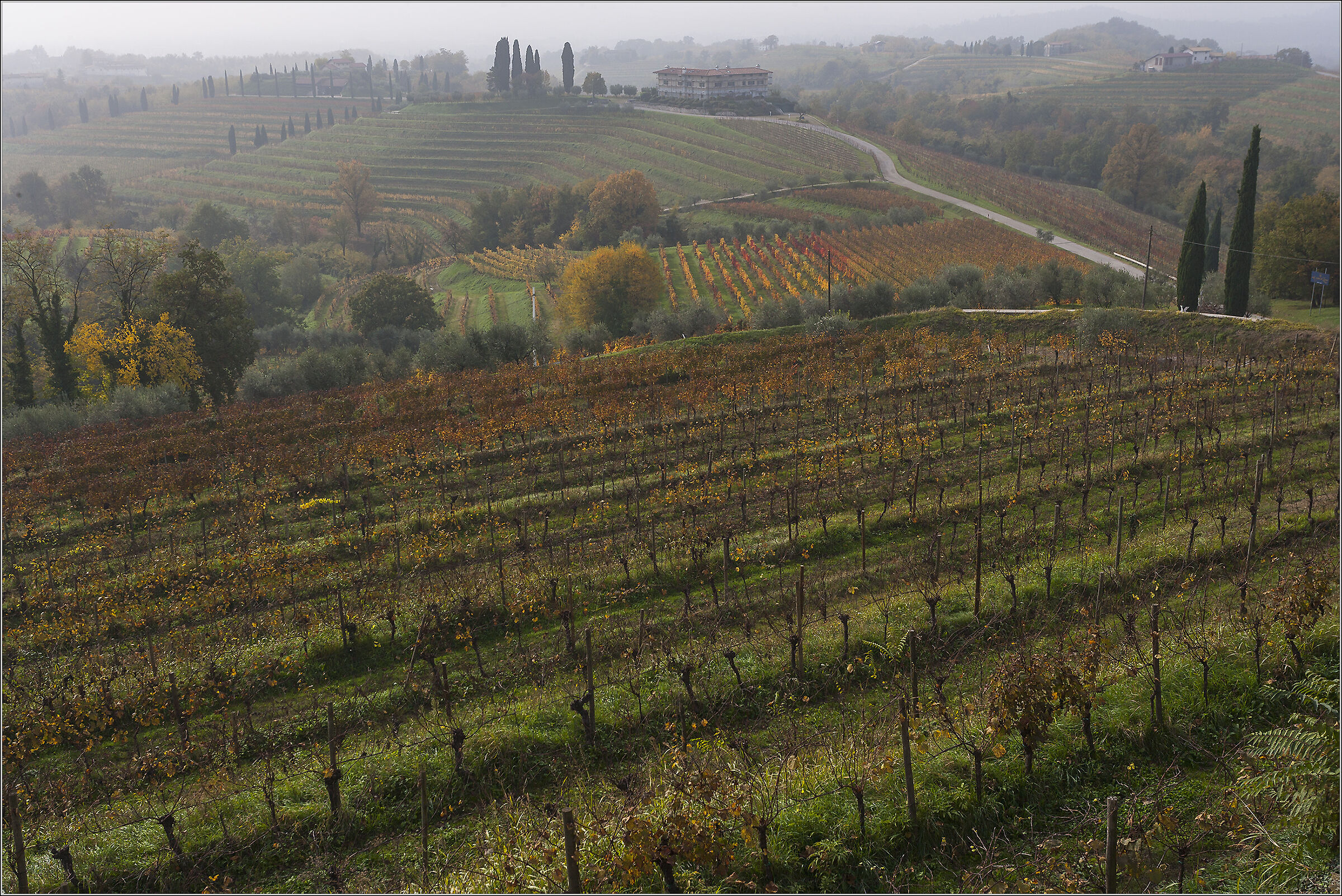 autumn vineyards...