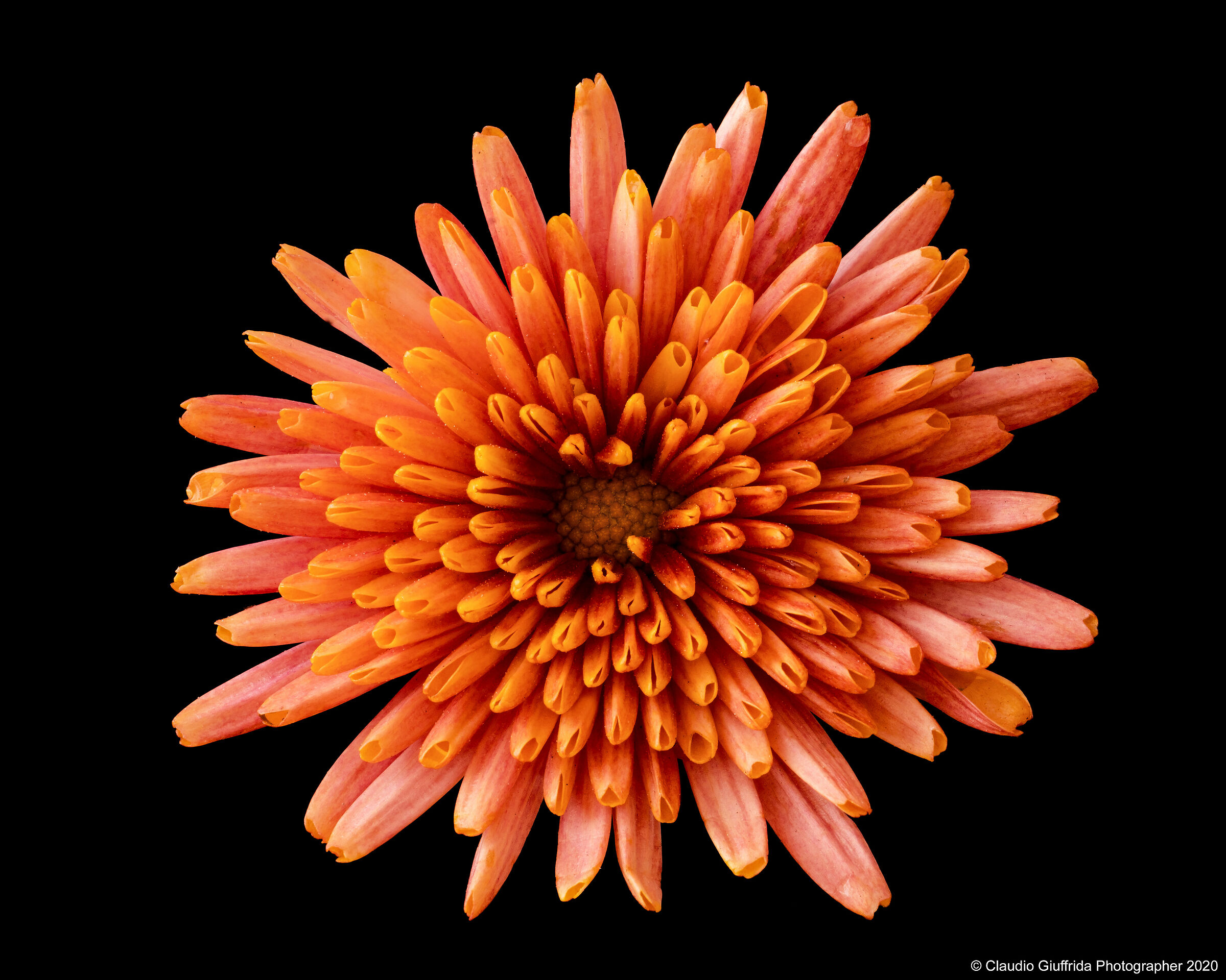 Chrysanthemum sp....