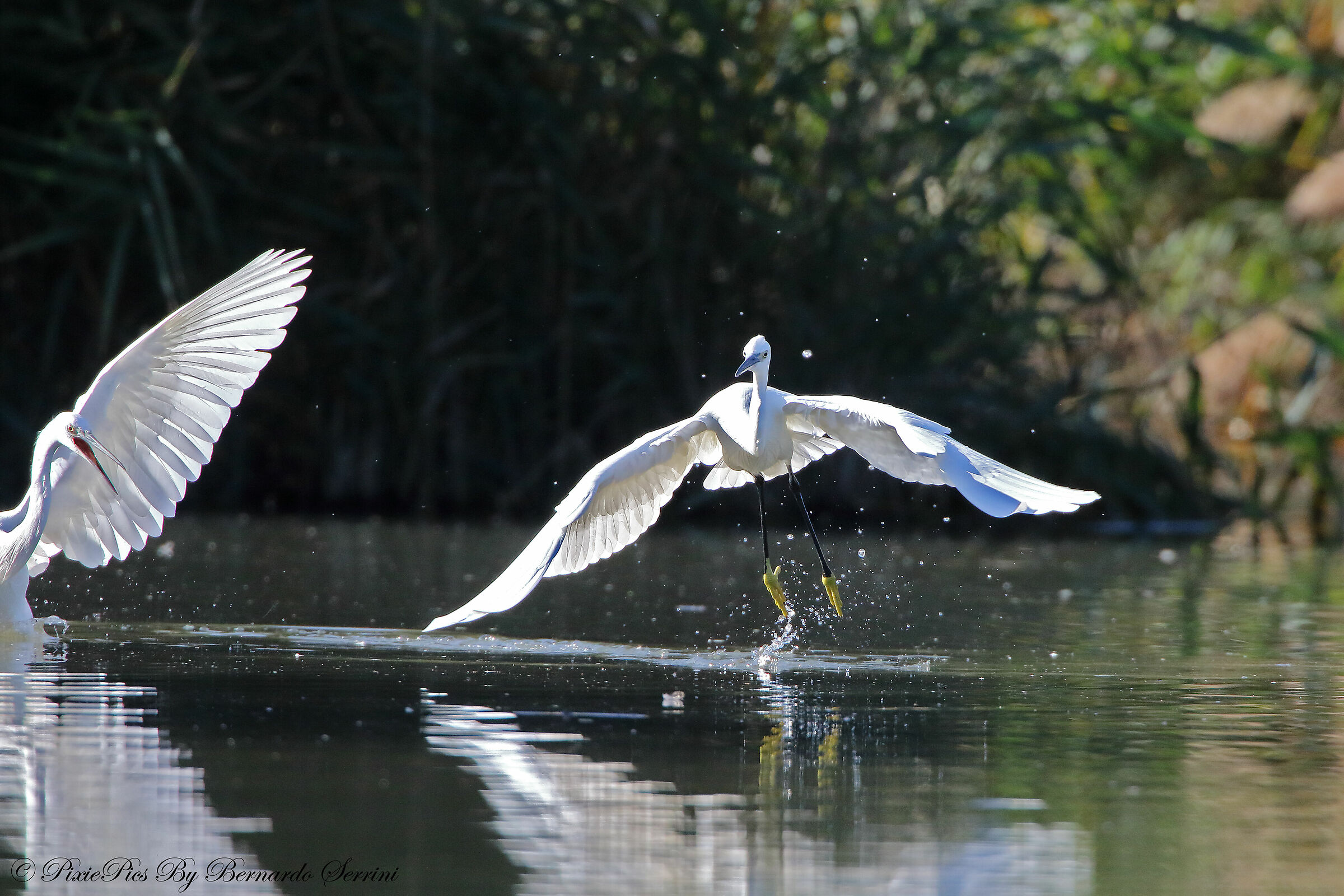 Egrets...