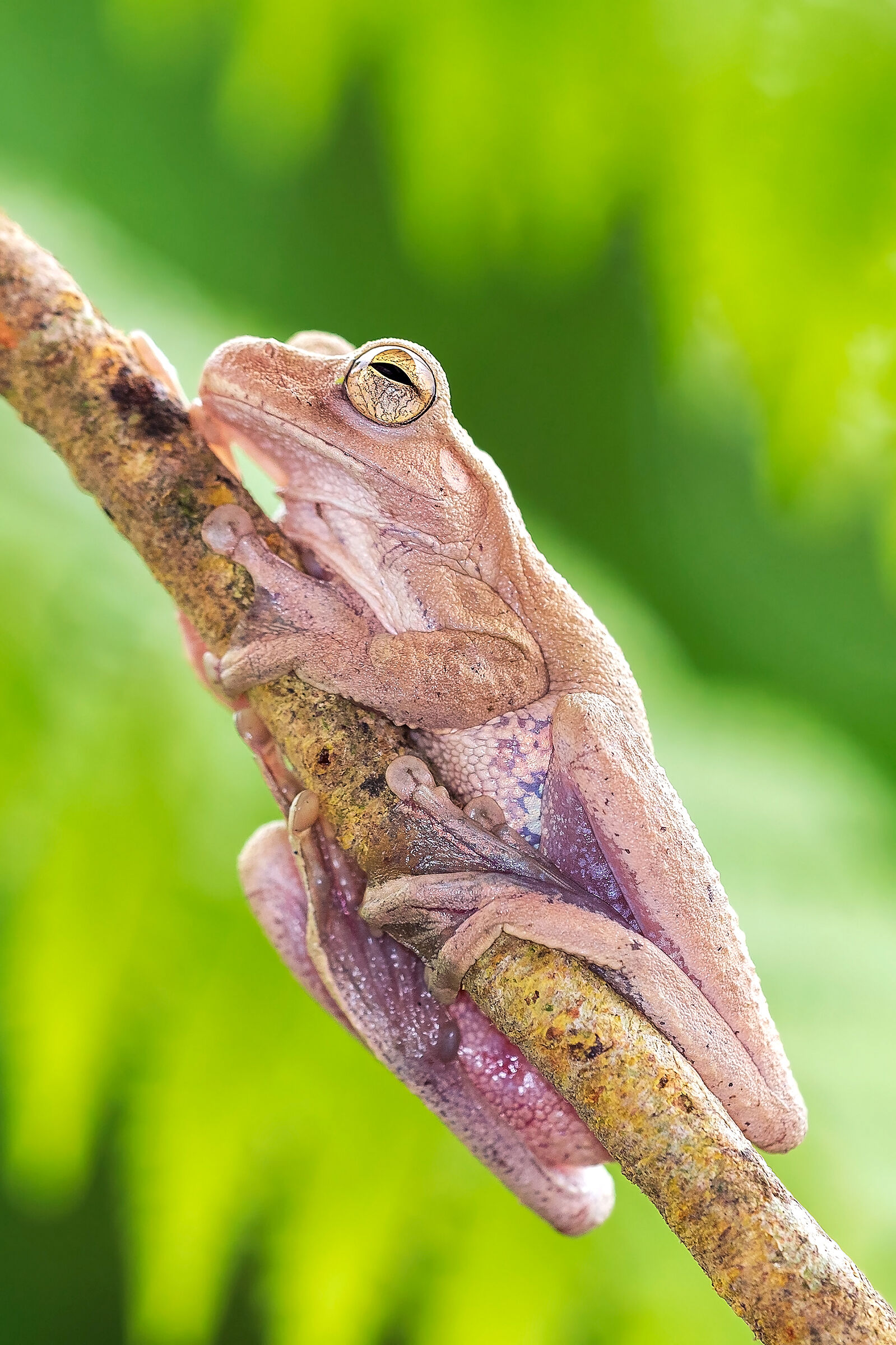 Mexican tree frog (Smilisca baudinii)...