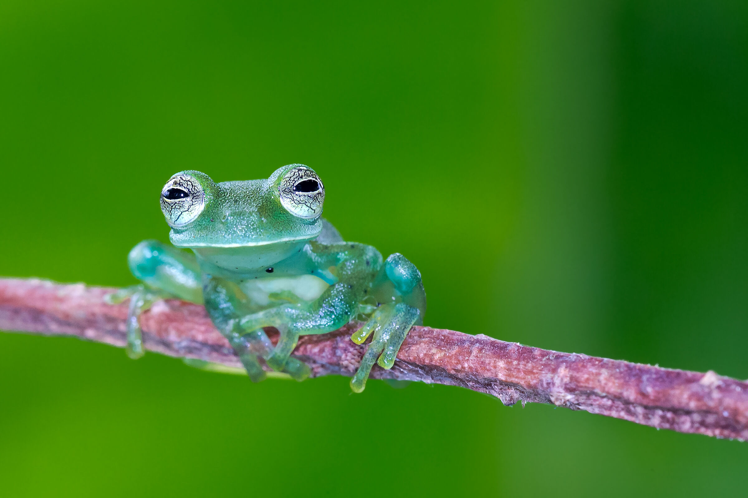 Glass frog (Cochranella granulosa)...