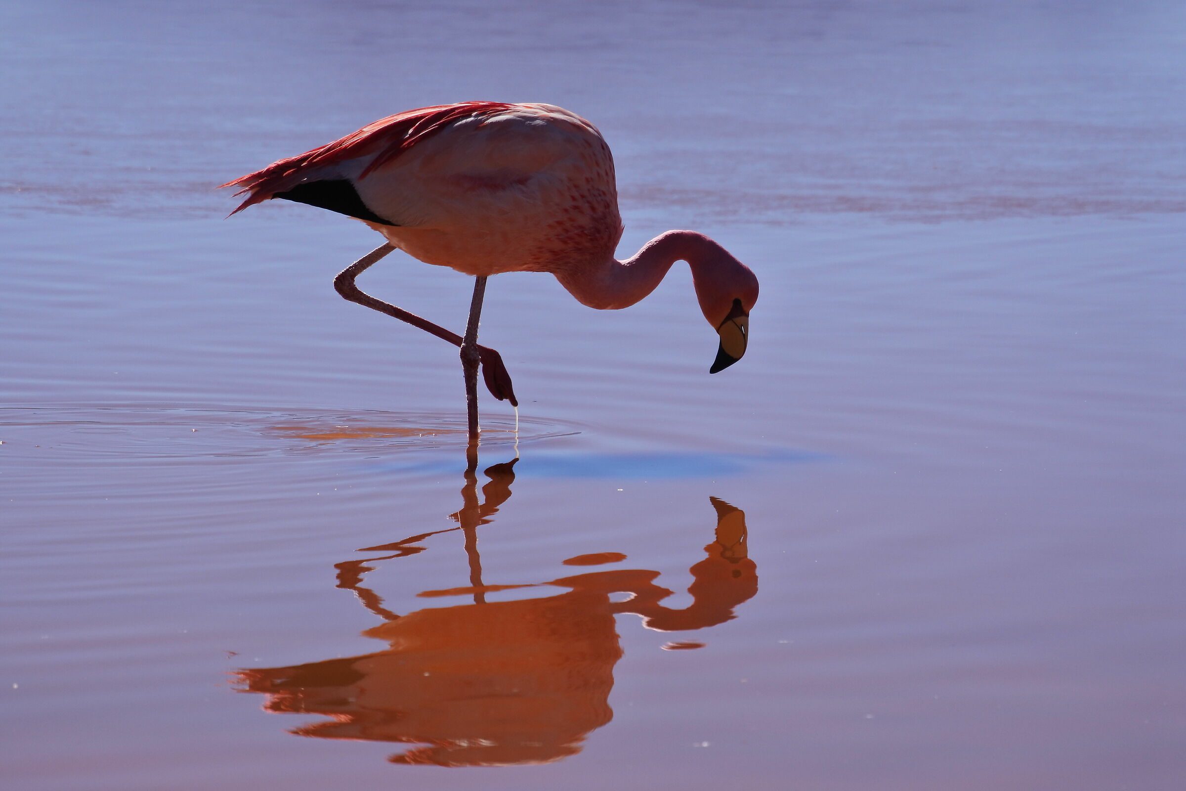 Flamingo on Laguna Colorada ...