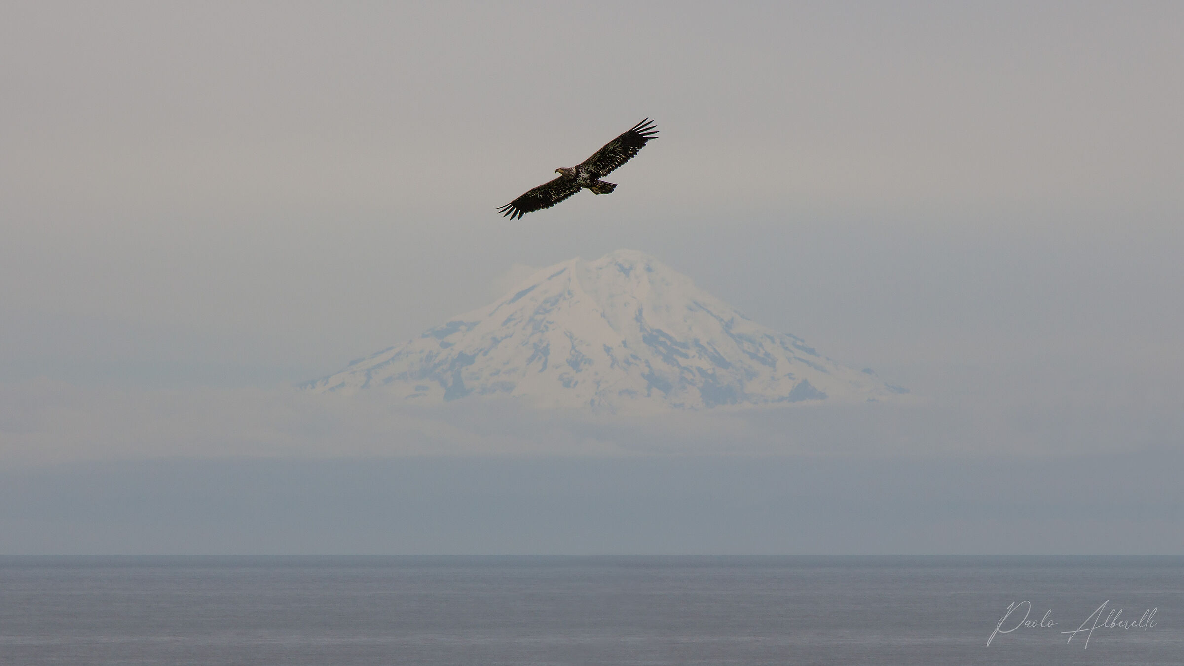 Eagle on the Cook Inlet...