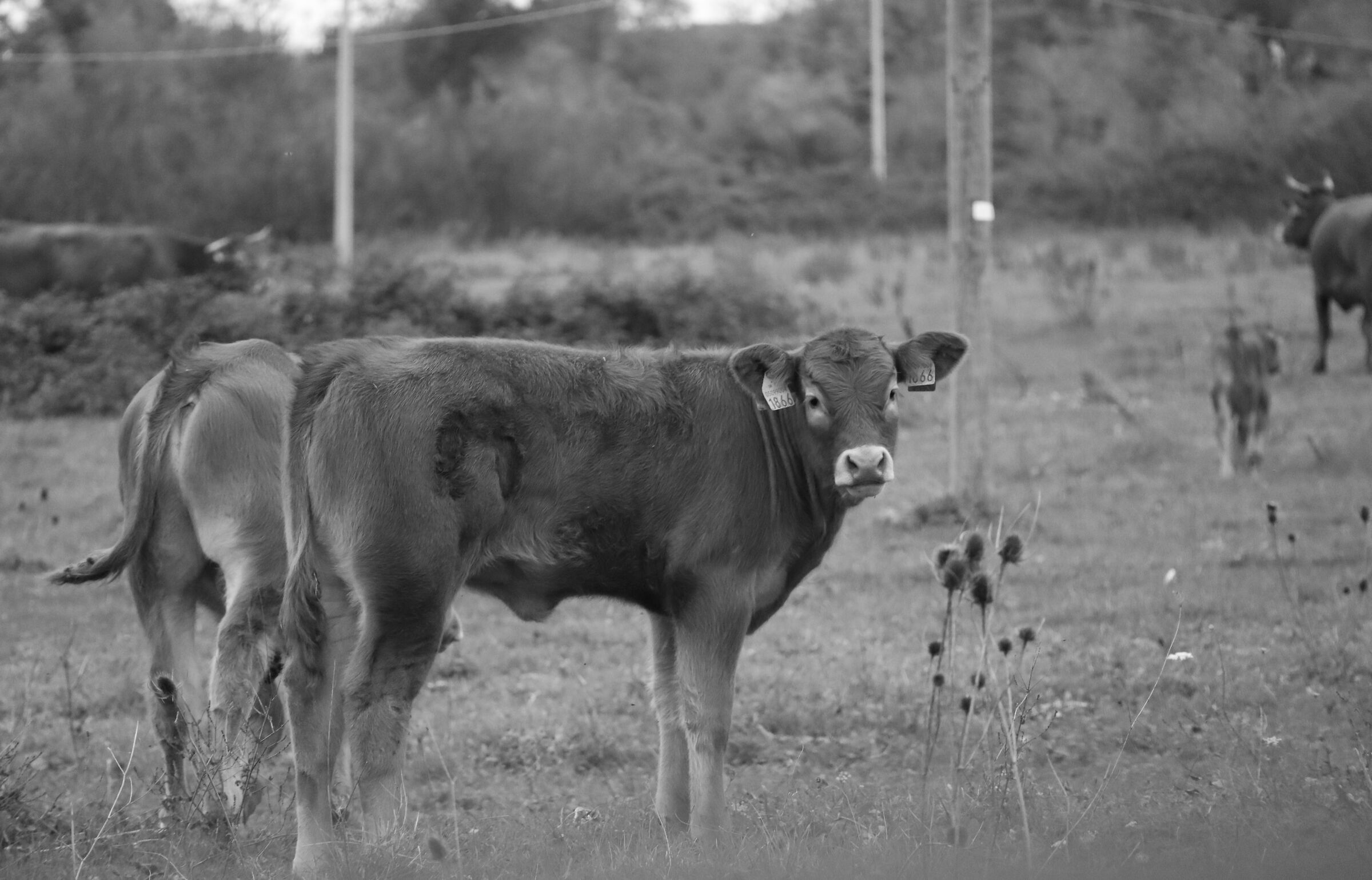 Simpatiche mucche al parco di coltano...