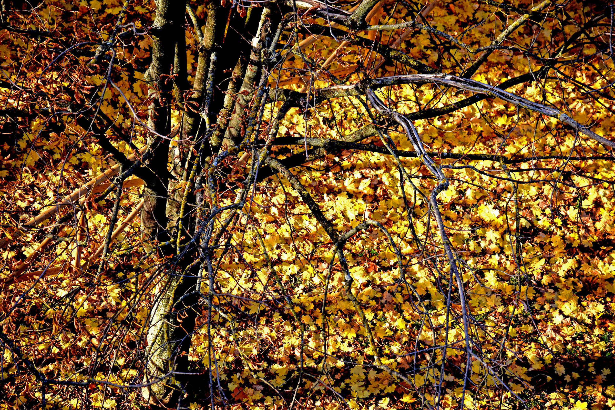 golden leaves in autumn...