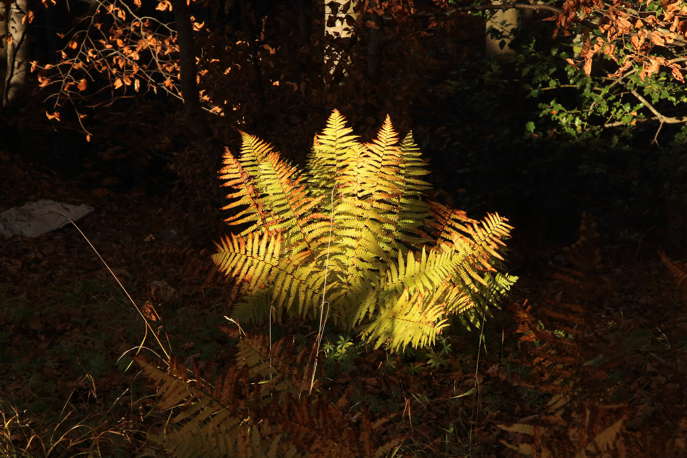 autumn ferns...