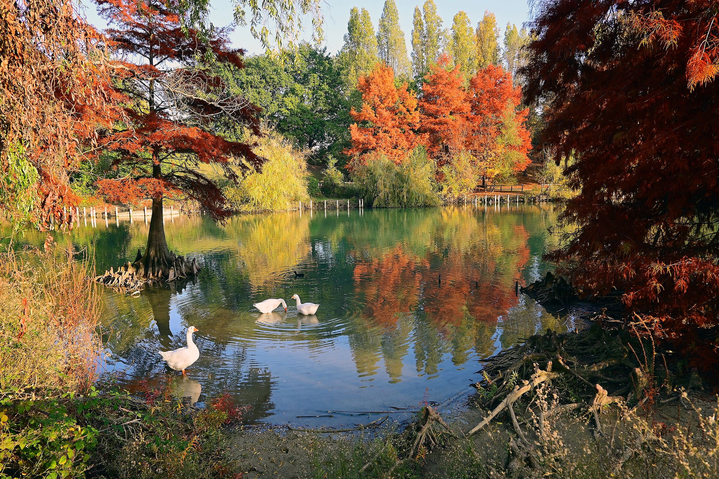 Foliage al lago della cava, a Rimini...