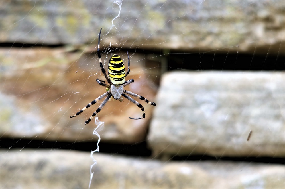 Bee Spider...