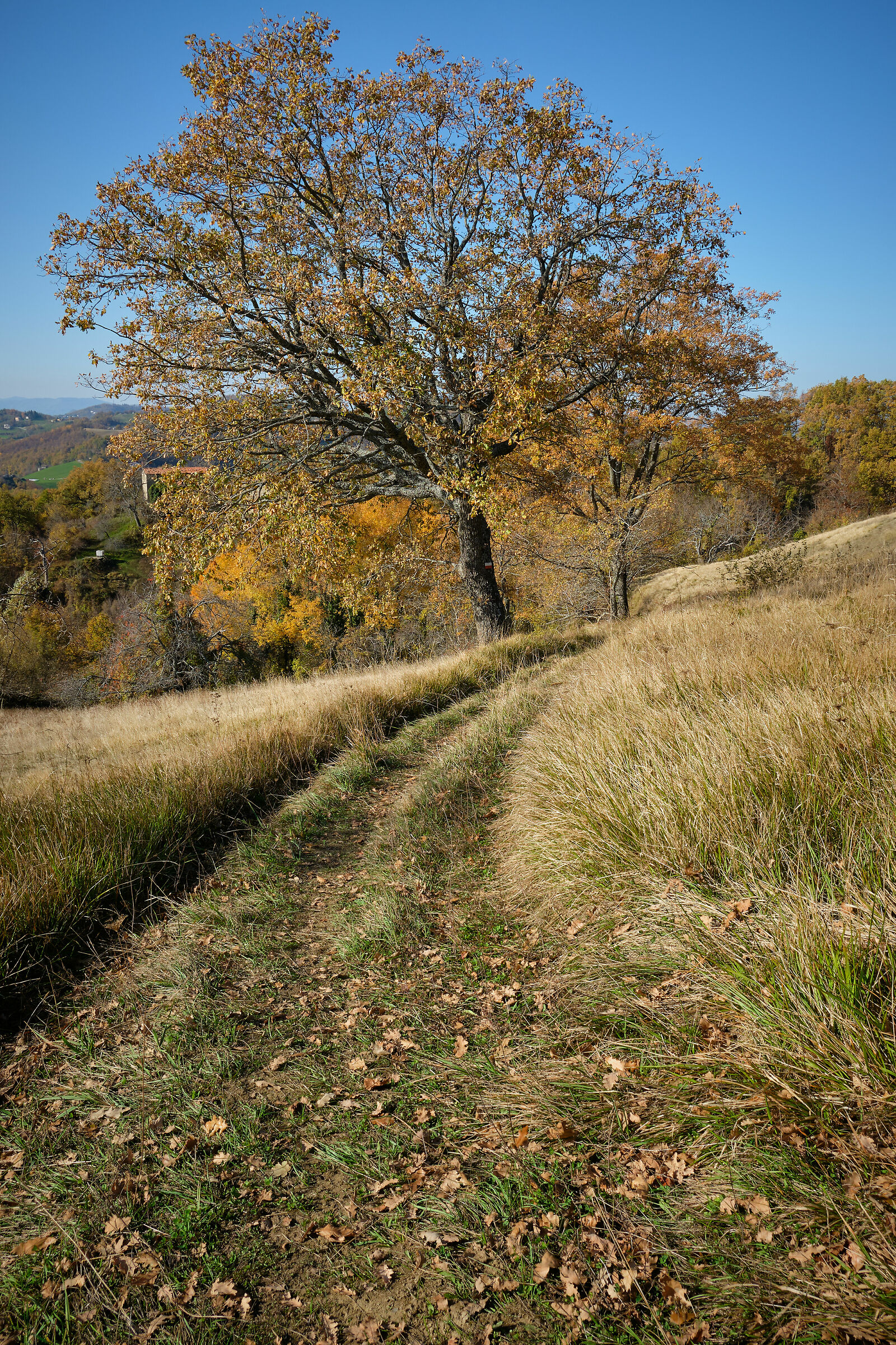 Autumn path...