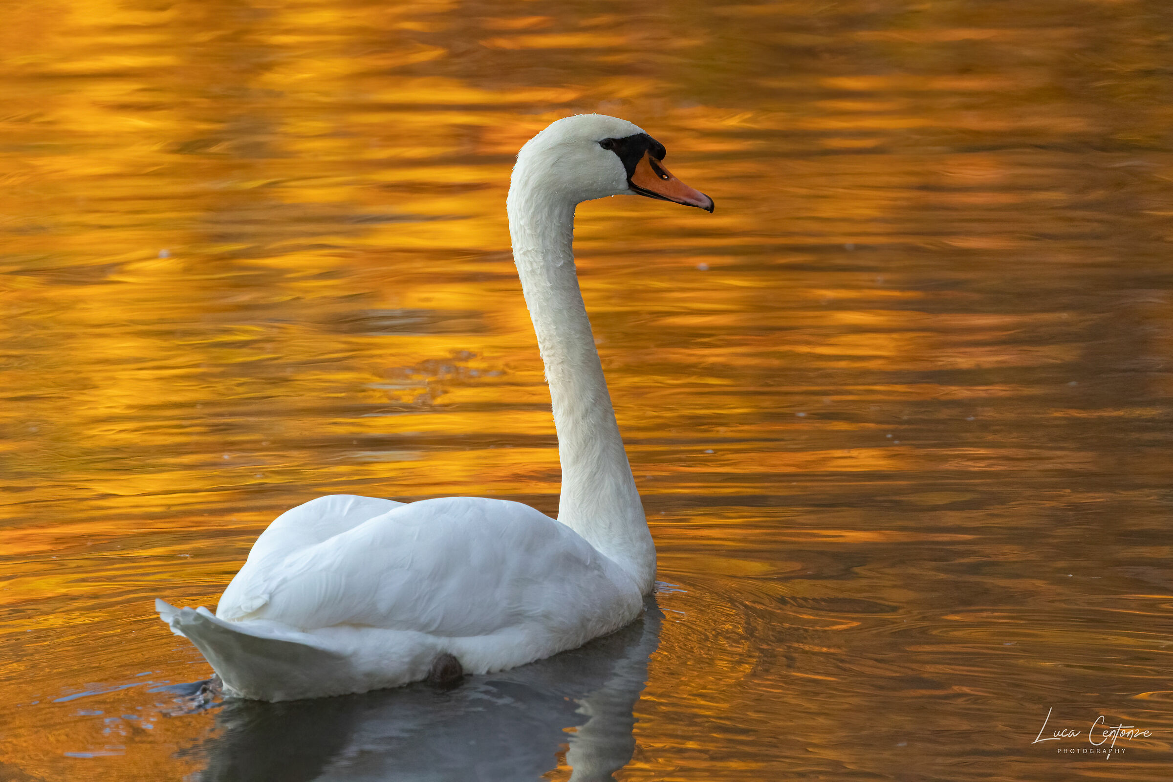 Autumn and the swan. ...