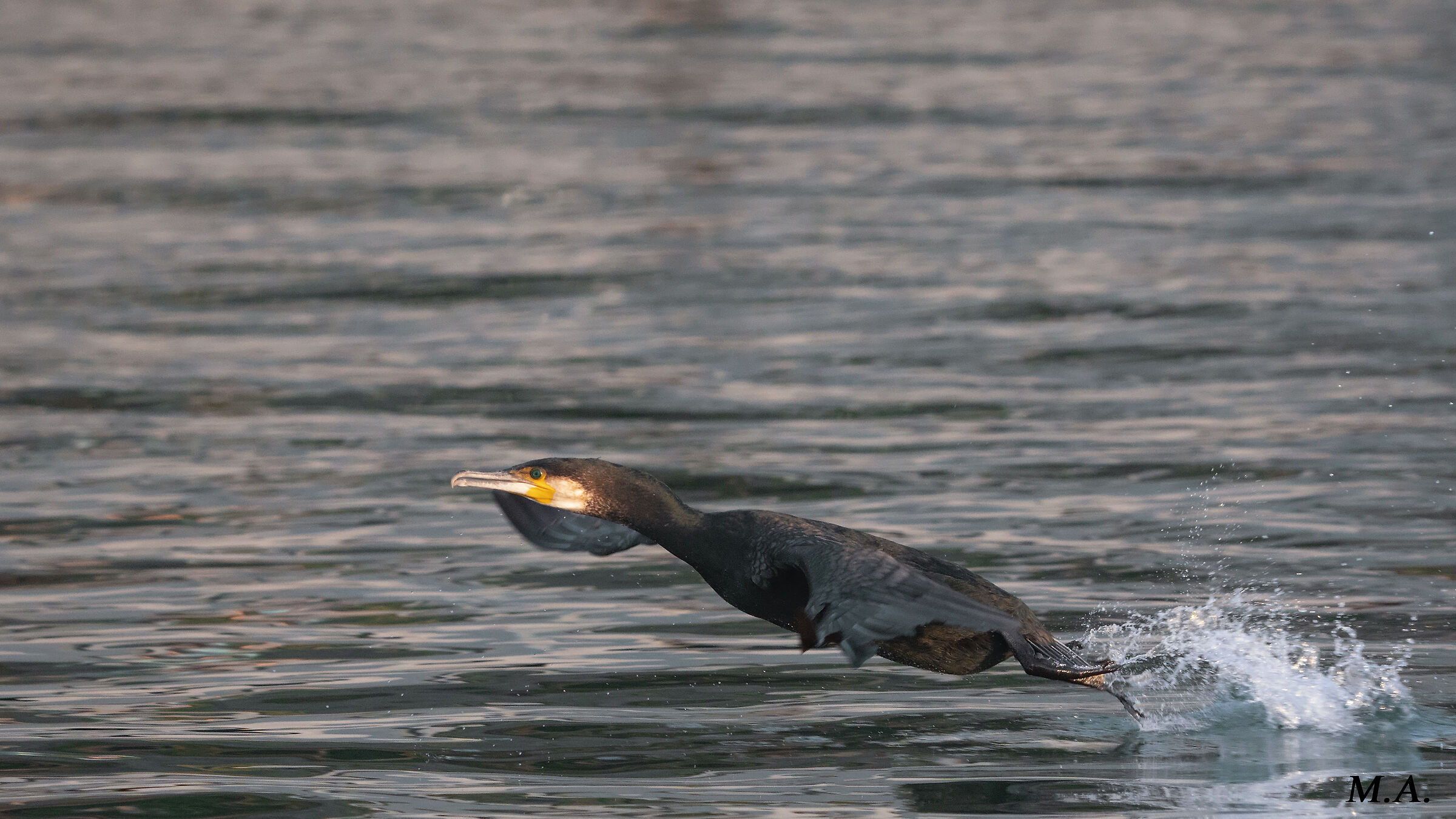 Cormorant flying over the sea...