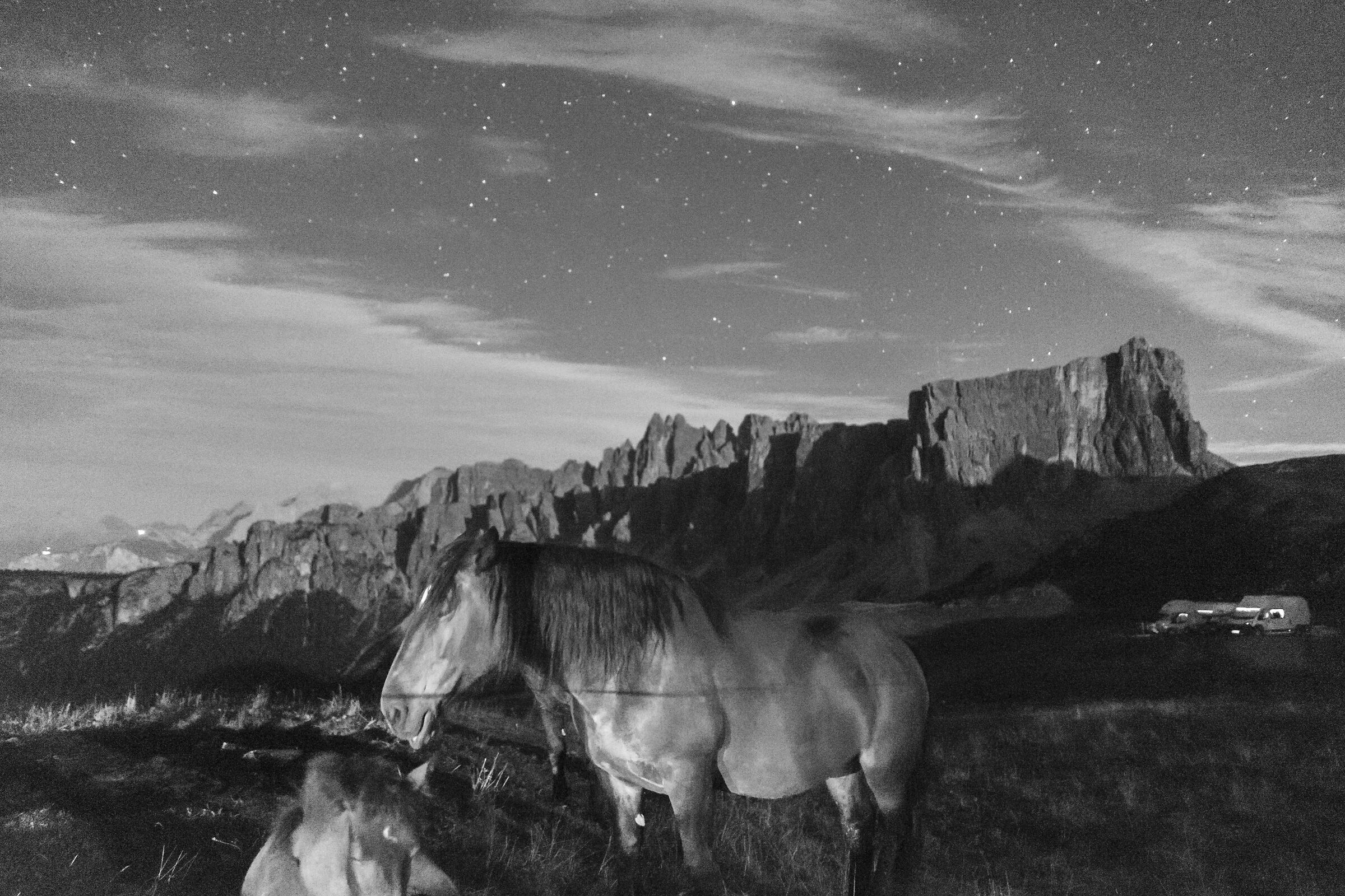 Horses at night BN...