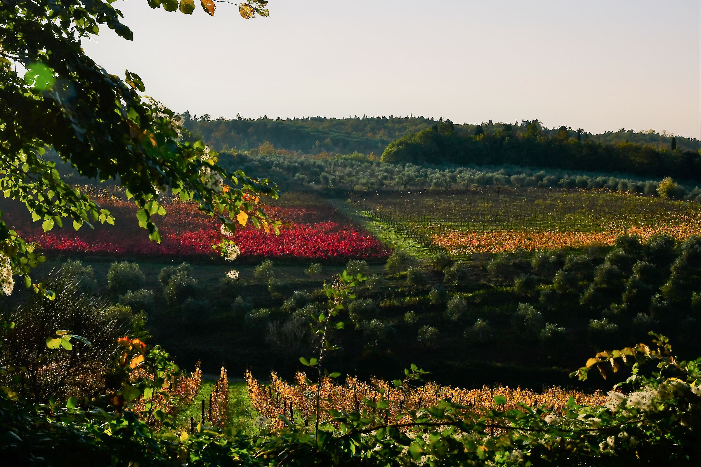 colorful vineyards...