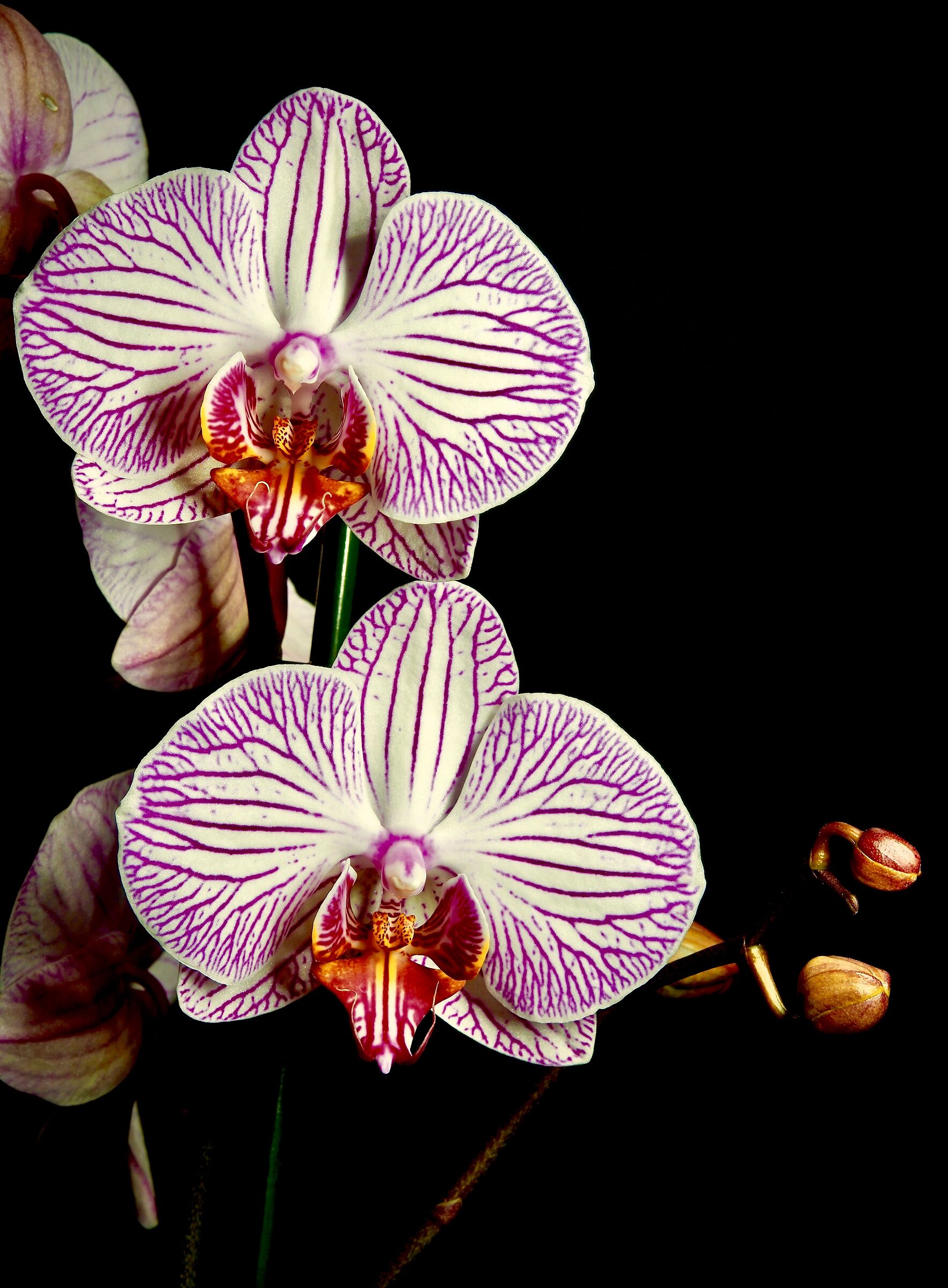 Phalaenopsis Orchid...