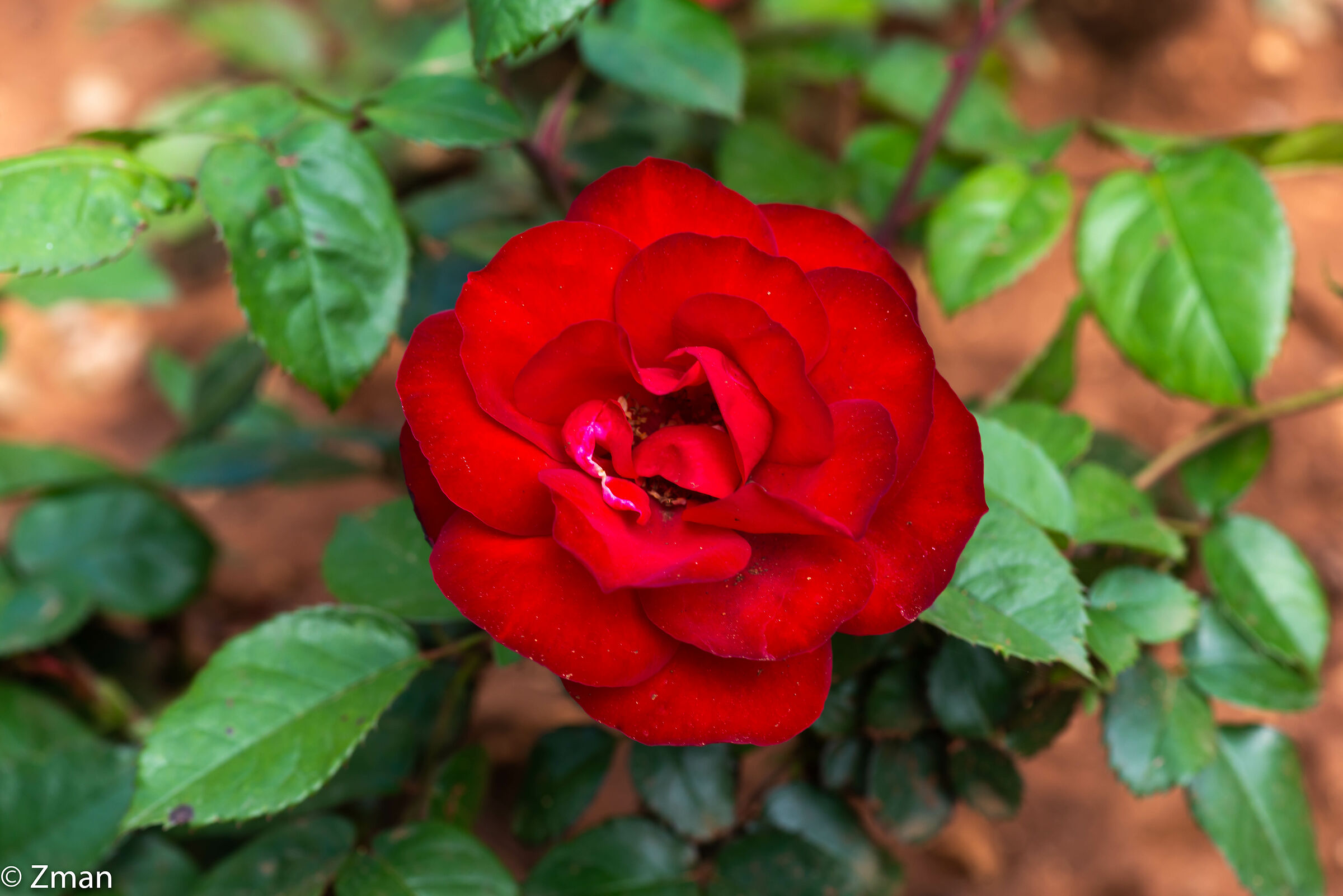 Royal Red Rose...